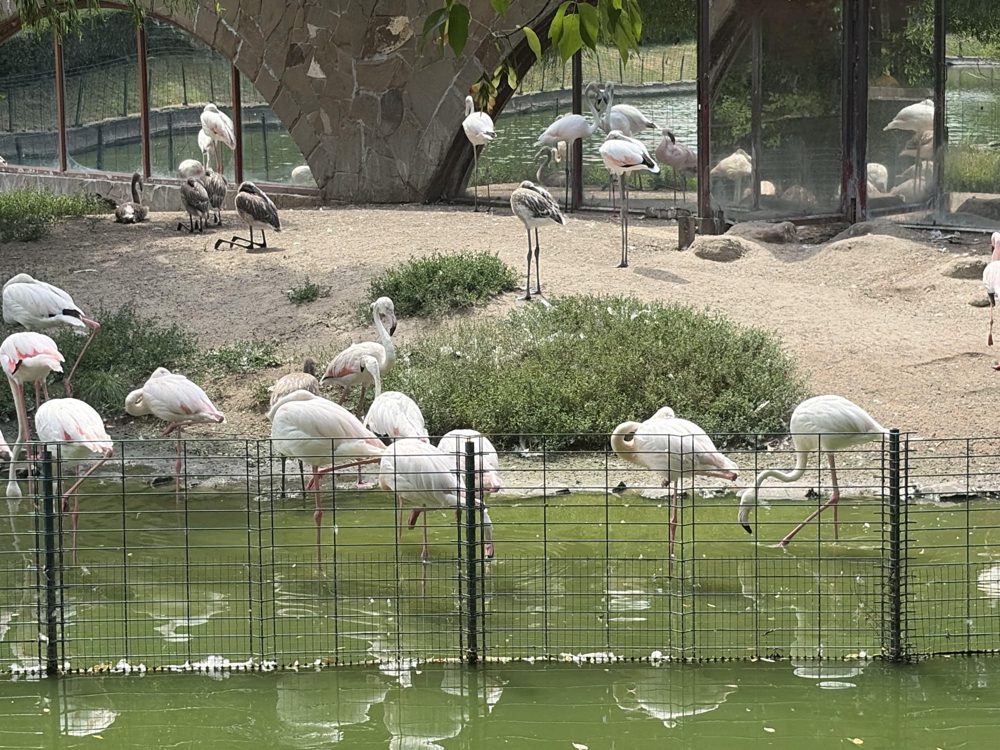 The image depicts a zoo enclosure with several flamingos in and around a shallow pool of green water, situated behind a black metal fence. The flamingos are predominantly white with pinkish-red wing accents and long, slender legs. Some are standing on one leg, while others are partially submerged in the water, with their heads lowered as if feeding. The background features sandy ground with scattered green vegetation and a stone structure with arched openings, possibly part of the zoo's architecture. In the far background, a glass enclosure is visible, reflecting the surroundings. The scene is lit by daylight, casting shadows on the ground. There are no people visible in the image. The location is the Rostov-on-Don Zoo in Rostov-on-Don, Russia.