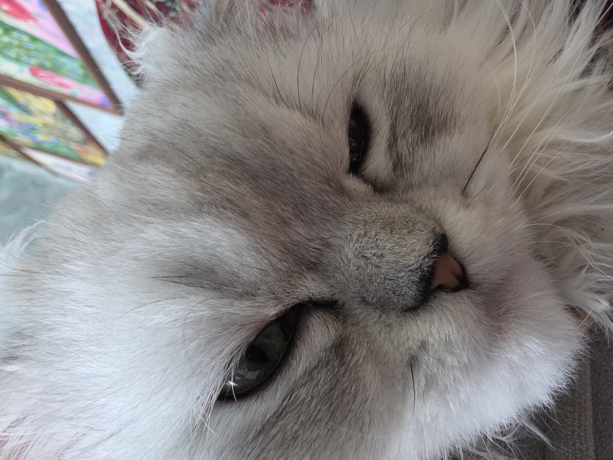 The media file is a close-up, low-angle shot of a fluffy, light-colored cat's face. The cat is predominantly white with gray tabby markings on its forehead and around its eyes. One eye is fully visible, a dark, reflective green, while the other is partially closed, giving the cat a sleepy or relaxed appearance. The cat's nose is a soft pinkish-brown. Its fur is long and appears soft.
In the upper left corner of the image, a blurry background of what appears to be colorful decorative fans is visible. The fans have intricate patterns in shades of pink, green, blue, and yellow. The background is out of focus, emphasizing the cat as the primary subject. The lighting suggests it could be daytime, possibly indoors, as there are no strong shadows. The cat's expression is calm and serene. There is no visible text in the image.