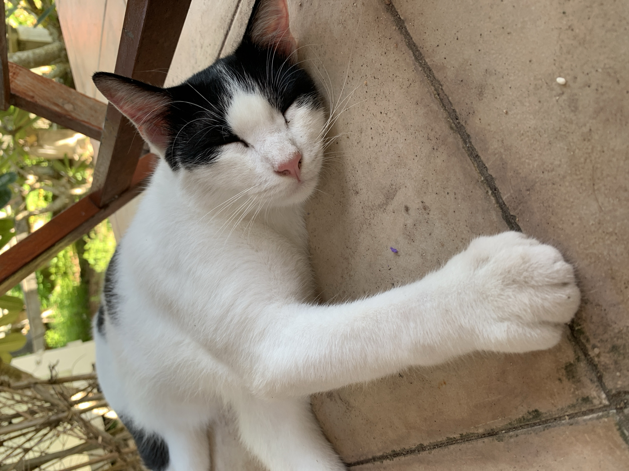 A black and white cat is sleeping on a tiled floor outdoors. The cat is lying on its side with its head resting on its paws. Its eyes are closed, and its mouth is slightly open. The cat's fur is white with black markings on its head, ears, and back. The tiled floor is beige and has some dirt and debris on it. In the background, there are some plants and a wooden structure. The scene appears to be in a relaxed, natural setting, possibly a patio or garden area. The location is specified as Baan Bang Rak, Thailand.