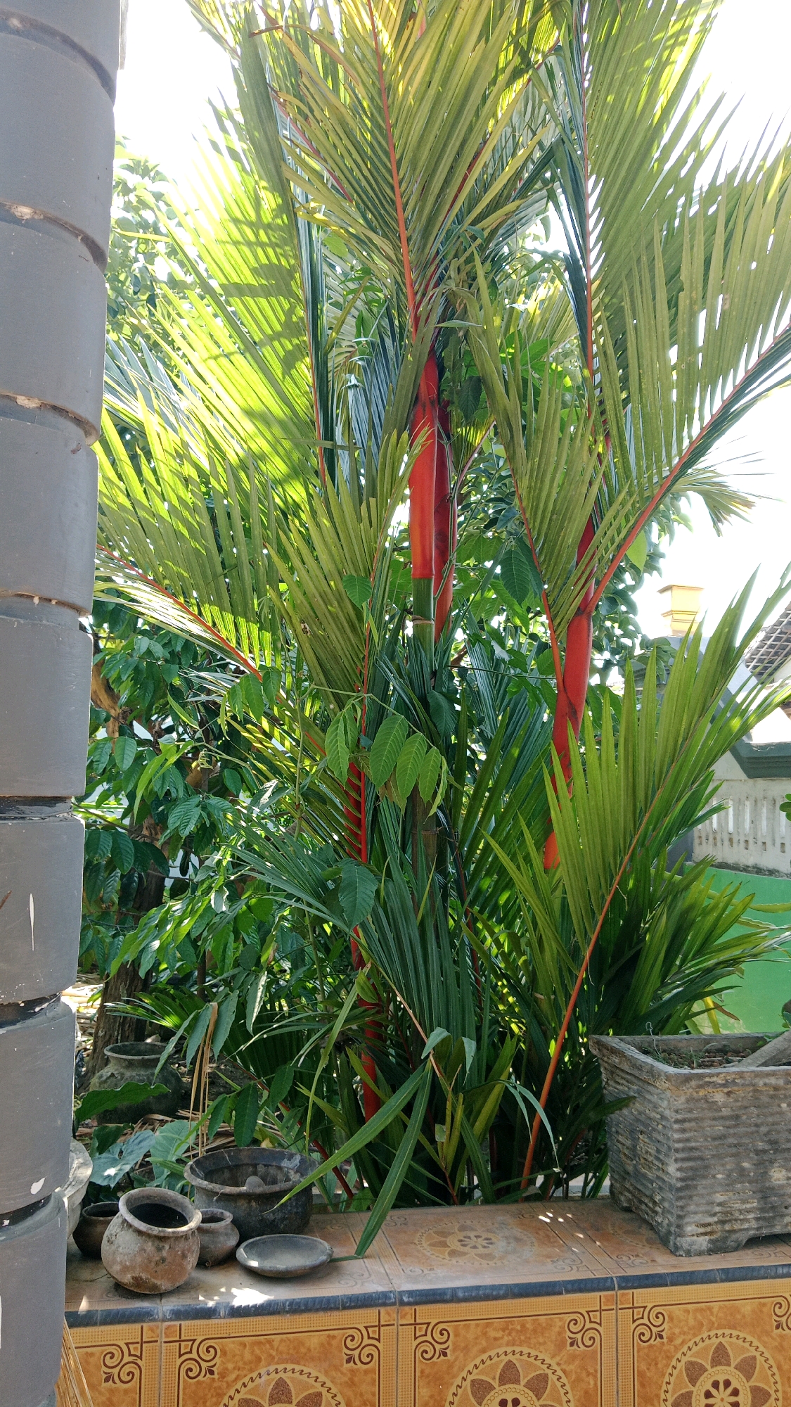 The image depicts a sunlit outdoor scene featuring a vibrant red-stalked palm tree as the central element. The palm's green fronds are illuminated by sunlight, creating dappled patterns on the surrounding foliage. To the left, a portion of a large, dark gray, cylindrical object, possibly a stack of planters, is visible. In the foreground, arranged on a tiled ledge, are several rustic, earthen pots of varying sizes, some appearing to be ancient or handmade, alongside a flat, dark dish. To the right, a textured, square stone planter with soil sits on the ledge. Beyond the palm and foliage, glimpses of a white fence and a building with a tiled roof are discernible, suggesting a residential or garden setting. The tiled ledge itself is adorned with intricate, repeating patterns in shades of brown and orange. The overall impression is one of a well-maintained garden or patio area in a tropical climate, consistent with locations such as Kinandang, Indonesia. No people or animals are present in the image.