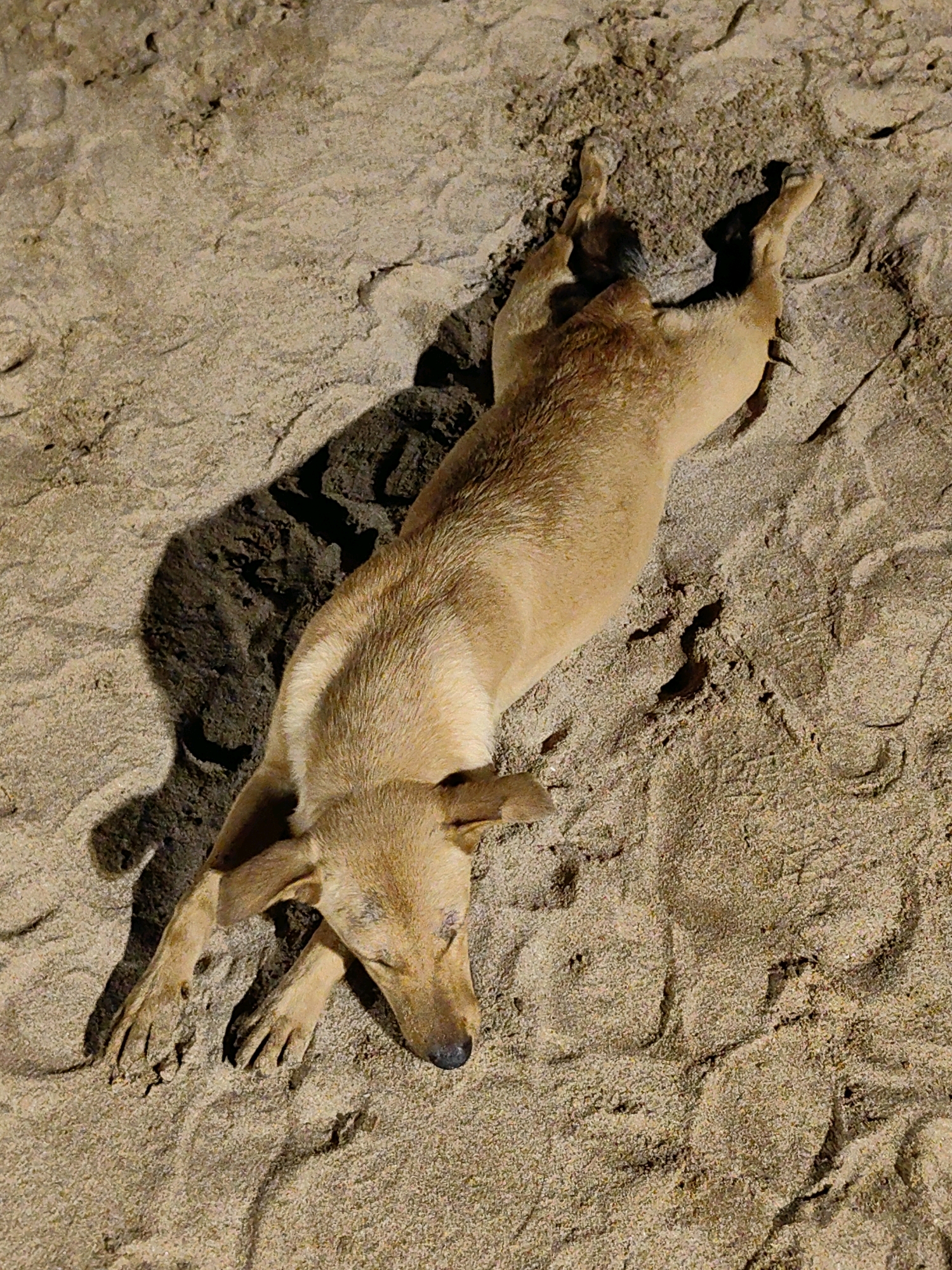 A light brown dog lies with its body stretched out on a sandy surface. The dog's eyes are closed, and its head is turned to the right. The sandy ground appears to be part of a beach or coastal area, with ripples and indentations suggesting the movement of sand or water. The lighting casts a distinct shadow of the dog onto the sand to its left. The scene is consistent with a location in Mumbai, India, known for its numerous beaches like Juhu Beach or Girgaum Chowpatty. The overall impression is one of rest or sleep in a natural, outdoor setting.