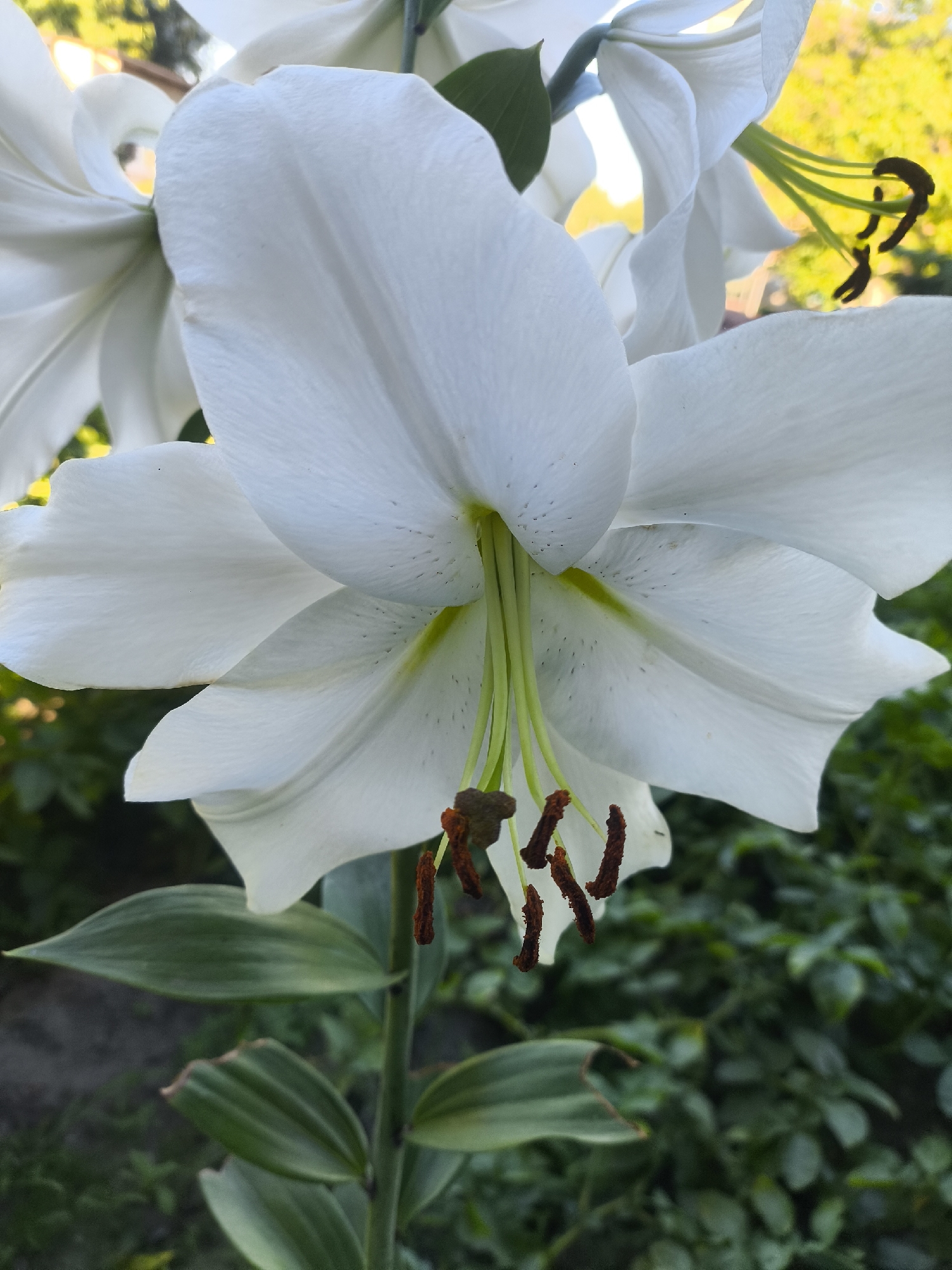 A close-up, eye-level, vertical shot captures a blooming white lily flower. The lily's large, delicate petals, which are slightly unfurled, dominate the foreground. The pistils and stamens, with their brown anthers, are visible in the center of the flower, extending downwards. The stamens are tipped with a dark brown pollen. The green stem and leaves of the lily are visible in the lower portion of the image, and the background consists of lush green foliage with some bright yellow and blurred light in the upper right, suggesting sunlight filtering through trees. The scene is outdoors, in a garden setting, with no people or man-made structures visible.