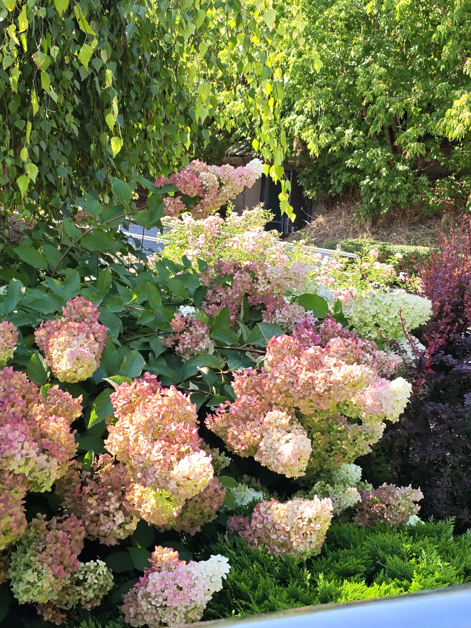 The image depicts a lush garden scene with a variety of flowering plants and trees, bathed in sunlight. Dominating the foreground are large clusters of hydrangeas, transitioning in color from white and pale green to vibrant pink and rosy hues. These flowers are interspersed with dense green foliage. Behind the hydrangeas, a tree with delicate, light green leaves hangs over the scene, suggesting it might be a birch tree due to the leaf shape and cascading branches. Further back, a dense wall of darker green trees forms the background, with patches of sunlight filtering through. To the right, a shrub with dark reddish-purple foliage adds a contrasting texture and color to the scene. The ground is covered with a layer of dry straw or mulch in the middle ground, and a neatly trimmed, bright green hedge occupies the immediate foreground. The overall impression is one of a well-maintained outdoor space, likely a garden or park.
It is not possible to determine the specific location within the city of Rostov-on-Don, Russia, based on the provided image alone. The scene shows natural elements typical of many temperate climates and does not contain any identifiable landmarks or features that would pinpoint its geographical location.