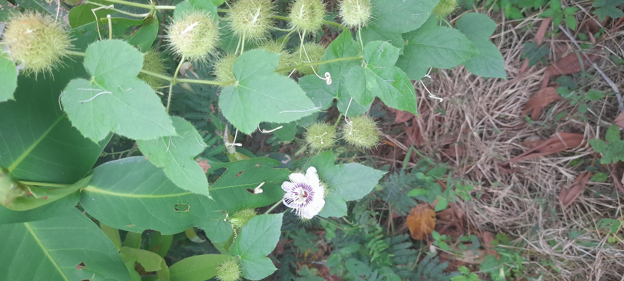 The image shows a plant with spiky, round green seed pods, heart-shaped leaves with tendrils, and a single white and purple flower. The plant appears to be growing in a somewhat overgrown area with brown, dry grass and other green foliage in the background. The location is likely Buketteukuh, Indonesia, based on the prompt.