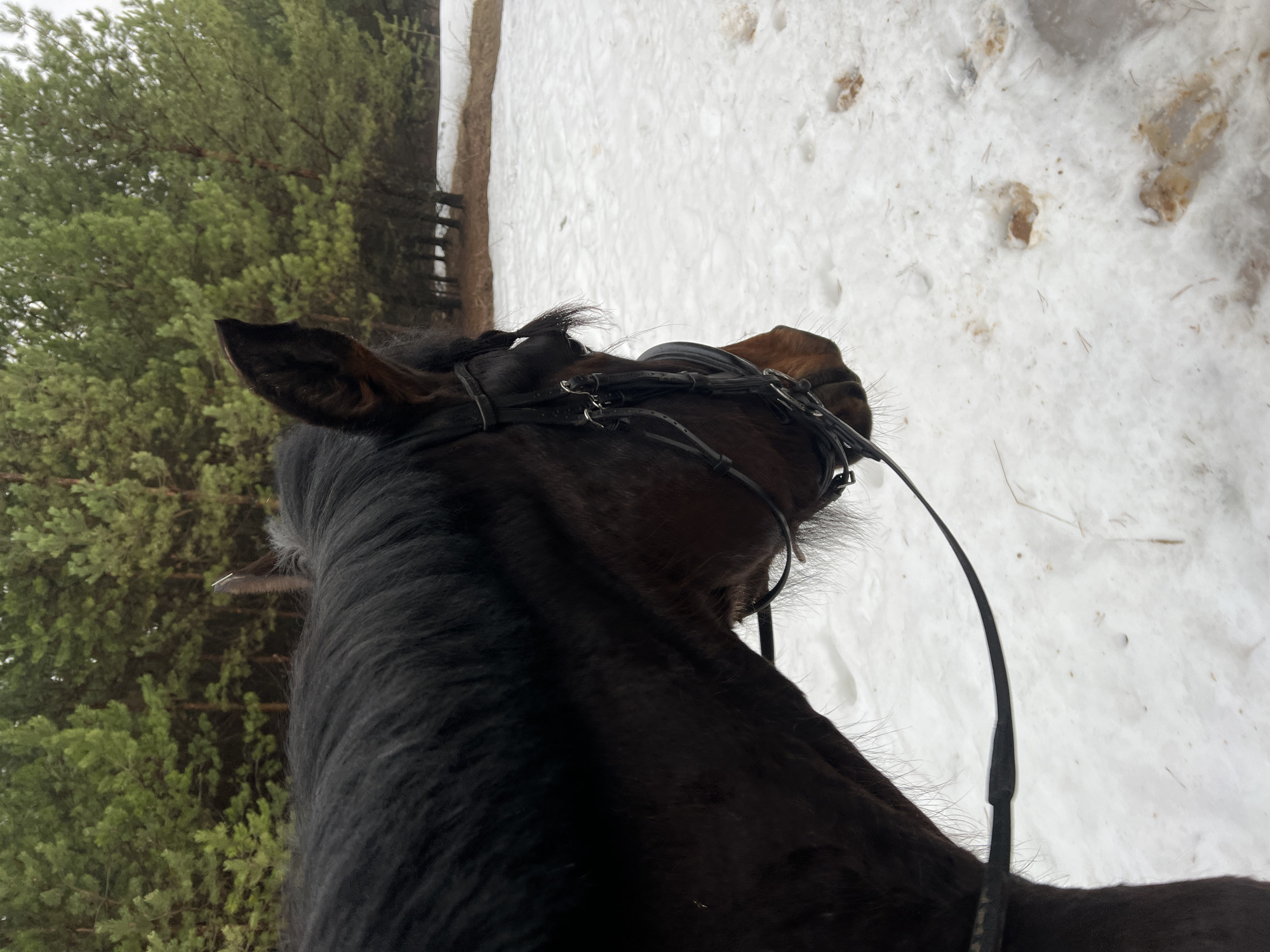 The image depicts the head and neck of a dark brown horse wearing a bridle. The horse is positioned outdoors in a snowy environment. In the background, trees are visible on the left side, and a snow-covered area with some brown patches is on the right. The viewpoint is from the rider's perspective. There is no evidence in the image to confirm the location is Chaikovsky, Russia.