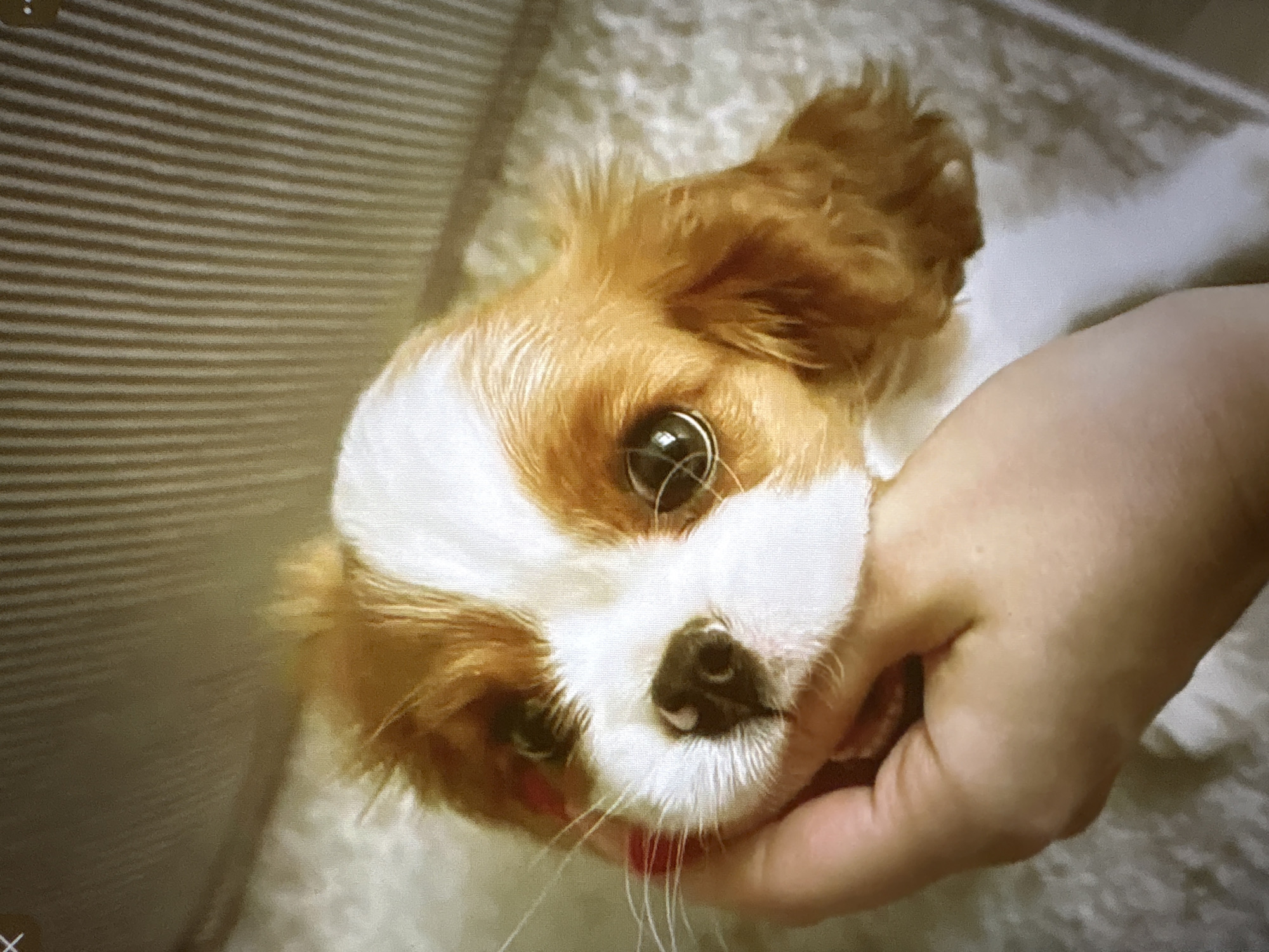 The image shows a close-up of a Cavalier King Charles Spaniel puppy's face, held gently by a human hand. The puppy has prominent brown and white markings on its fur, with large, expressive eyes and a dark nose. The background is out of focus, but appears to be a textured surface, possibly a blanket or rug, with vertical lines suggestive of a striped wall or backdrop. There is no identifiable information suggesting a specific location in Pori, Finland, or any other city. The image captures an intimate moment between the puppy and its owner.