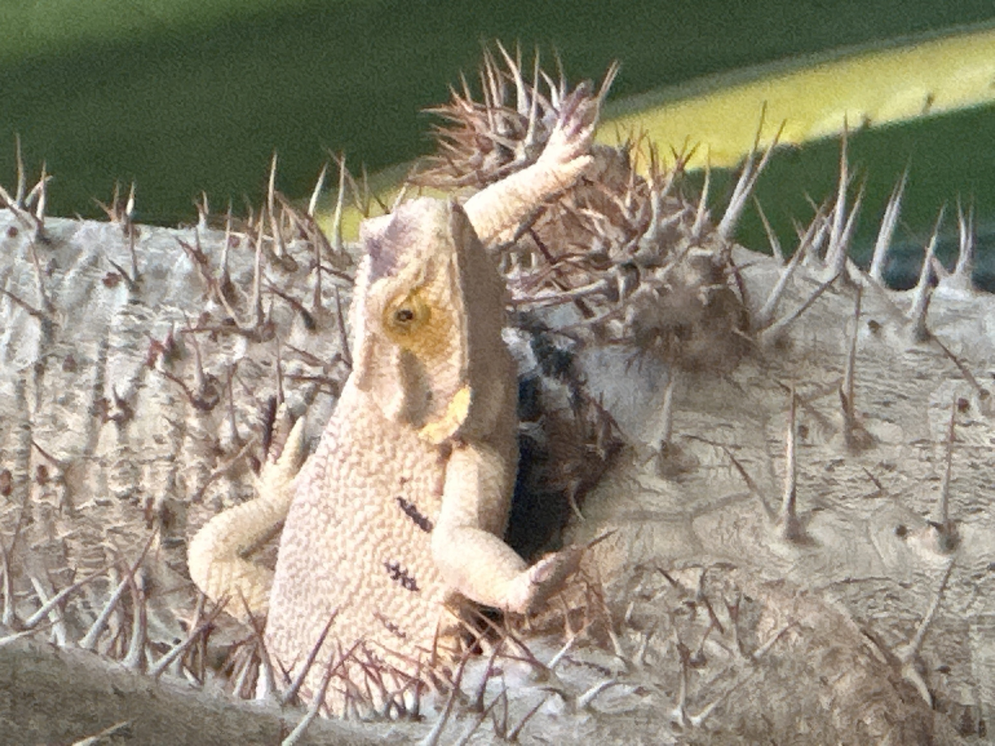 A light-colored bearded dragon is perched on the trunk of a spiny plant, possibly a Pachypodium. The lizard's scales are a mottled beige and brown, with darker markings along its back. Its head is turned to the right, and its yellow eye is visible. The plant's trunk is covered in sharp, light-brown spines that protrude at various angles. In the background, a blurred green surface, likely foliage, is visible. The image is a close-up shot, focusing on the texture of the lizard's scales and the plant's spines.