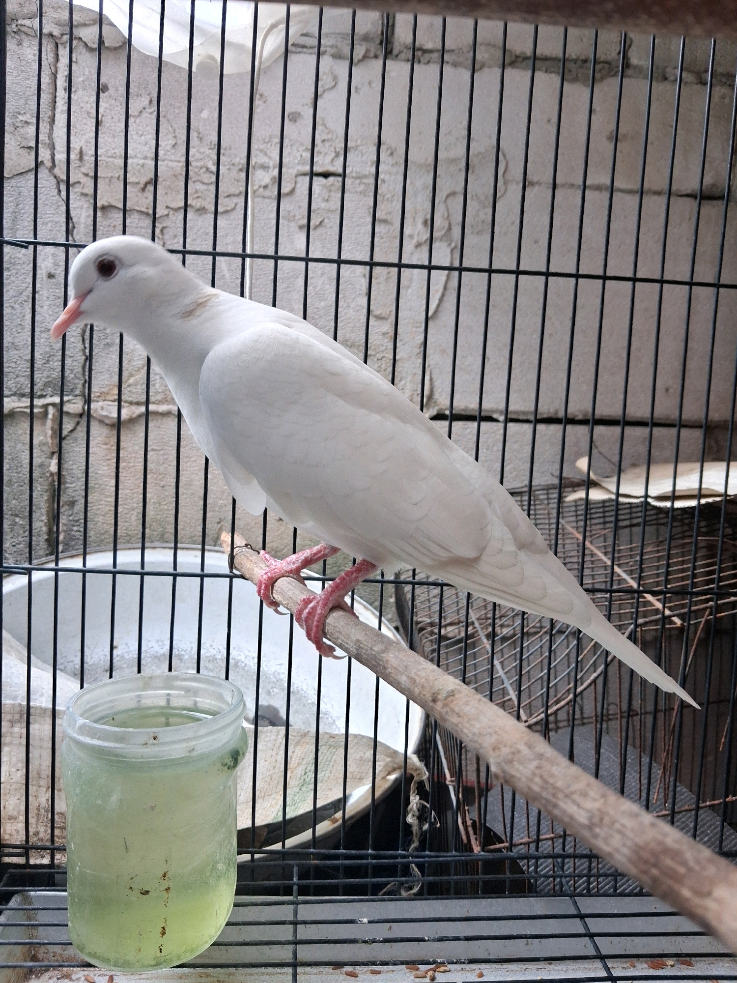 A white dove is perched on a wooden dowel inside a wire cage. The dove is facing to the left, with its head slightly turned towards the viewer. Its beak is pink, and its eyes are dark. Its feet are also pink and are gripping the dowel. Behind the dove, the cage bars are visible, as is a textured wall. To the left of the dove, a clear glass jar filled with a light green liquid is sitting on the cage floor. The environment appears to be outdoors, possibly in a backyard or on a balcony, with a brick wall in the background. The lighting suggests it is daytime. There are no people visible in the image. The scene is located in North Jakarta, Indonesia.