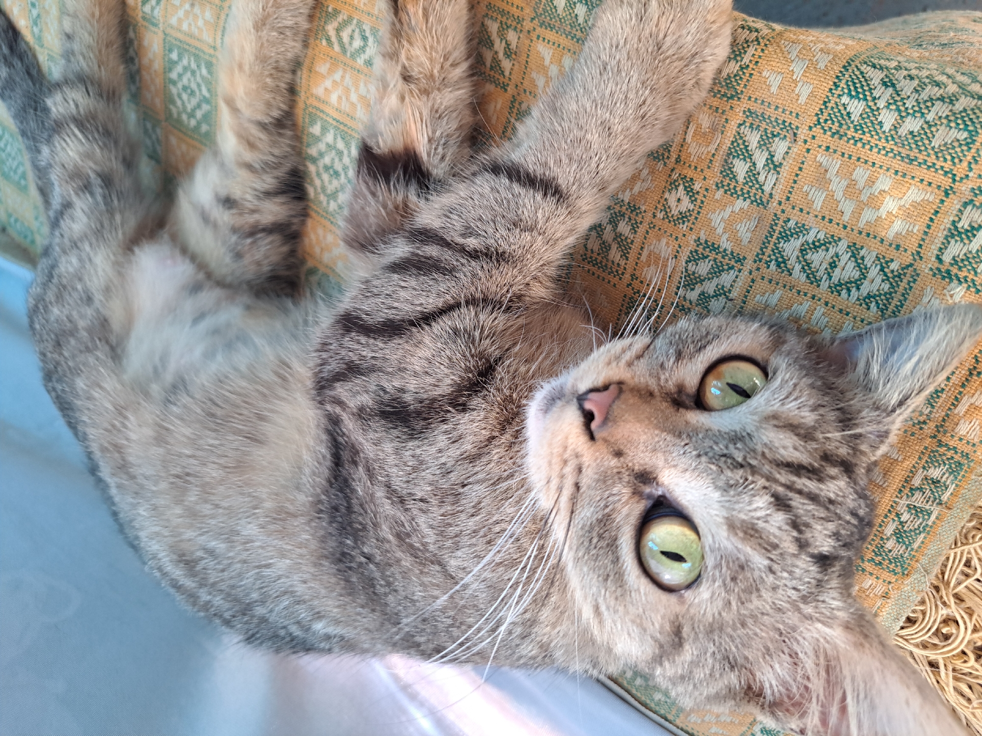 A tabby cat with green eyes is lying on its back on a textured, patterned surface that appears to be a cushion or a rug. The cat's fur is grey with dark stripes. The background is a soft blue, possibly a curtain or wall. The image is taken from above the cat, looking down at its face and body. The cat is the sole subject of the image. There is no indication of the city of Vypasne, Ukraine.