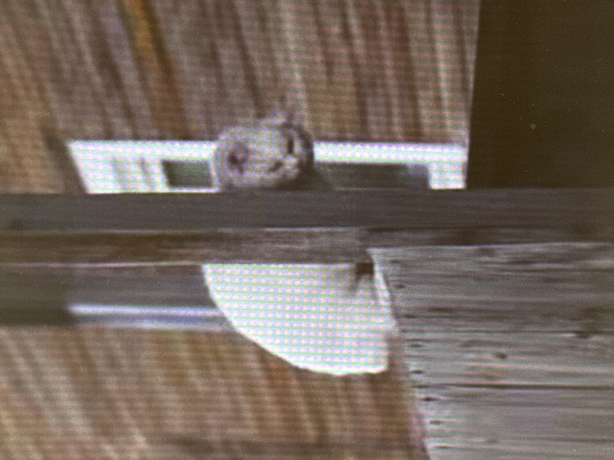 An extremely low-resolution, pixelated image shows a rabbit's head and part of its body behind a wooden fence. The rabbit is white and appears to be looking to the right. Behind the rabbit, a wooden wall is visible, and to the far right, a white structure that may be a window is present. The lighting is dim and the overall image quality is poor. No location in Saratov, Russia, can be identified from this image.