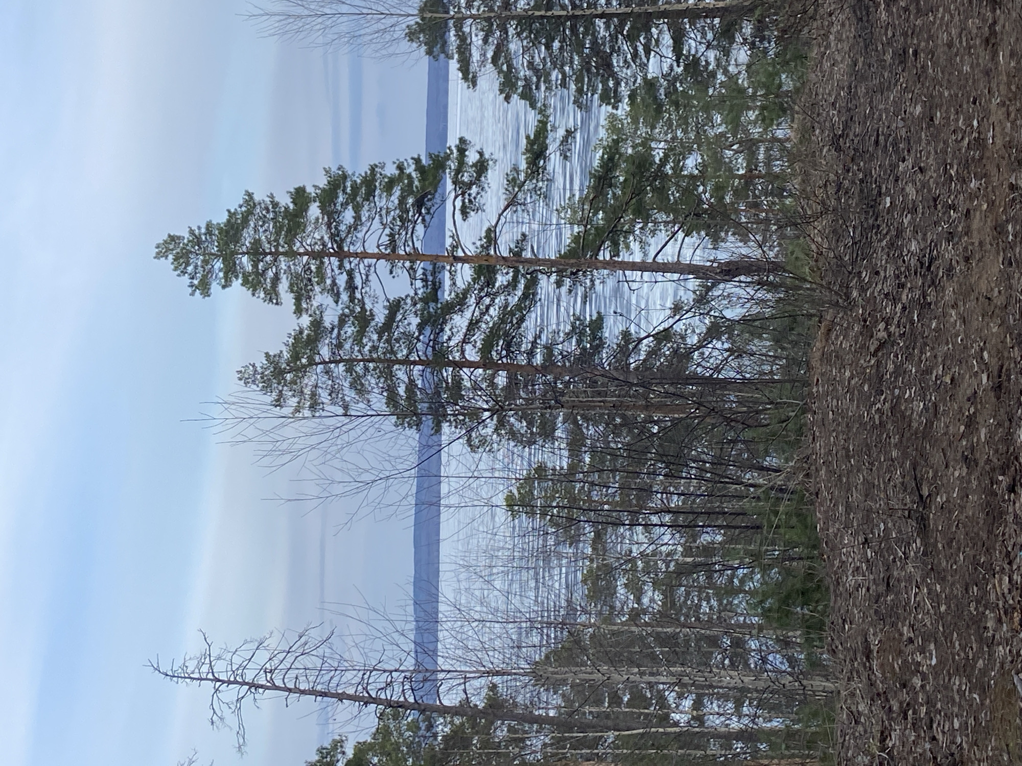 The image shows a winter landscape with a partially frozen body of water, likely a river or lake. Tall coniferous trees are visible in the foreground and midground. The right side of the frame features a close-up of a tree trunk covered in dry leaves or bark. The sky is overcast. The location is possibly near Chaikovsky, Russia, based on the prompt. No people or animals are visible.