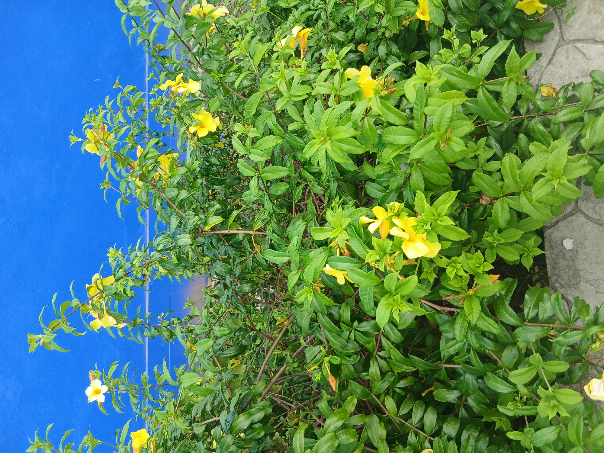 A dense, green shrub with numerous yellow trumpet-shaped flowers blooms against a vibrant blue wall. The plant has dark green, glossy leaves and thin, woody stems. The wall appears to be a smooth, painted surface. In the foreground, a section of grey, interlocking paving stones is visible, suggesting an outdoor, possibly urban or garden setting. No people are present. The scene is illuminated by natural light, creating soft shadows within the foliage. This is likely a cultivated plant, common in the tropical climate of Playa El Agua, Venezuela.