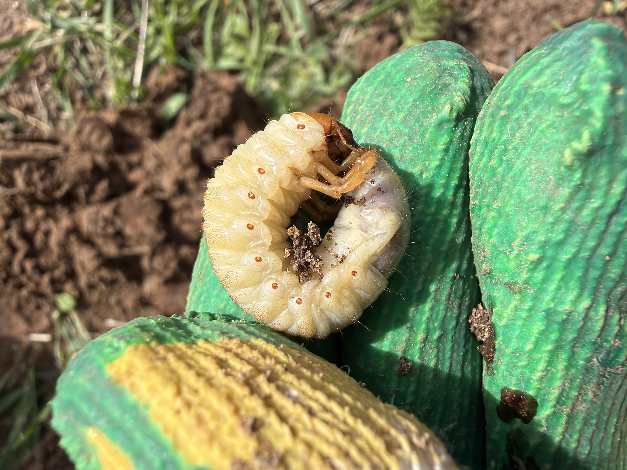 A white grub, likely a beetle larva, rests curled on a green and yellow work glove. Patches of dirt adhere to the grub's body. The background shows disturbed soil and sparse grass. The location is unknown, and there is no indication of Chaikovsky, Russia. There are no people visible in the image.