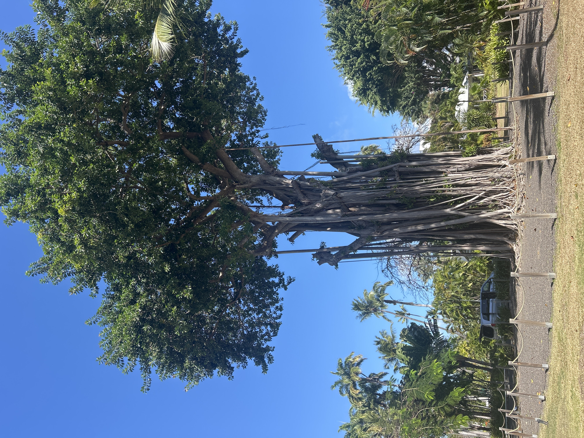 This image displays a prominent banyan tree (Ficus sp.) centrally located in a tropical setting within Sainte-Anne, France. The tree exhibits a dense, broad green canopy and a complex network of aerial roots descending to the ground, forming a robust, multi-trunked base. The ground immediately surrounding the tree's base consists of dark, granular material, possibly gravel or volcanic soil. A low barrier, composed of light-colored wooden posts connected by rope, encircles the tree's perimeter.
In the mid-ground, to the left of the banyan tree, a silver minivan is partially visible, parked amidst dense tropical foliage, with its rear hatch appearing to be open. Various palm trees of differing heights, along with other broad-leafed tropical plants, populate the background and mid-ground on both sides of the main tree. Further in the background, to the right, a white-roofed structure, possibly a gazebo or part of a building, is discernible through the vegetation. The scene is illuminated by bright sunlight under a clear, unclouded blue sky. No individuals are present, and no specific actions or interactions are observed.