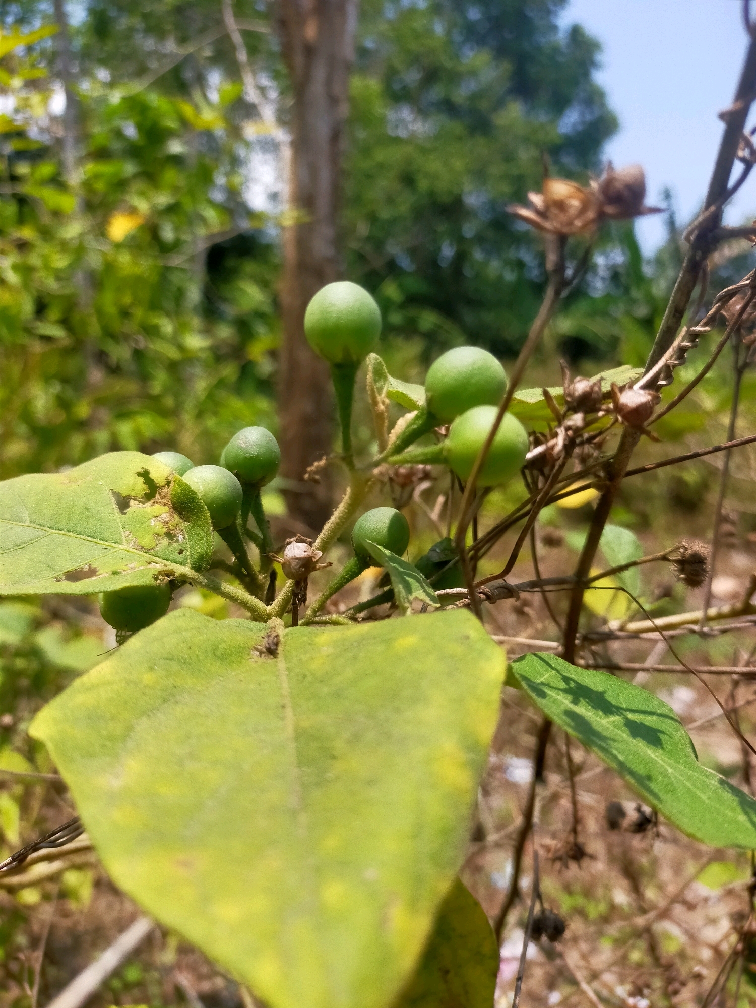 In Karangsono, Indonesia, a cluster of small, green, berry-like fruits grows on a vine amidst dry twigs and a large, light-green leaf. The background shows a blur of trees and a clear blue sky. The image is a close-up of the plant, focusing on the fruits and the texture of the leaves and vines. The lighting suggests it is daytime, with sunlight illuminating the scene.