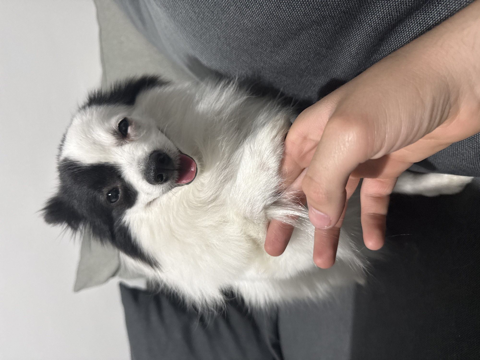 A medium shot depicts a black and white dog laying upside down in a person's lap. The dog's head is oriented toward the left side of the frame. The dog's coat is primarily white, with black patches around its eye and ear. The dog's tongue is visible, as is its pink mouth. A person's hand is visible at the center-right of the frame. The person is gently holding some of the dog's white fur between their fingers. The person is wearing gray clothing. The background is a light gray color. The scene is indoors. There is no information available to determine if this is Stara Zagora, Bulgaria.