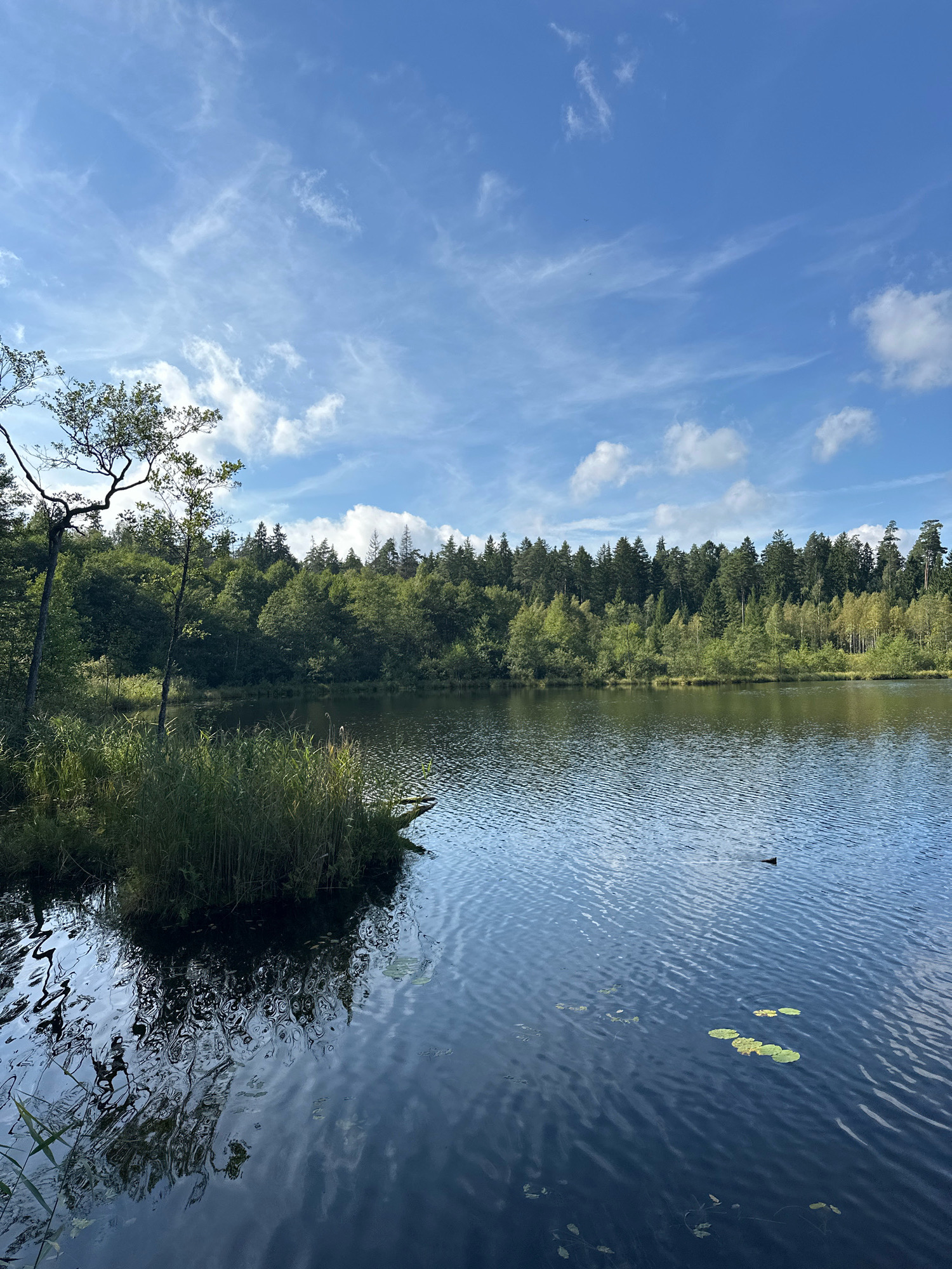 The image depicts a tranquil natural scene at a lake, likely within the Свірскі сельскі Савет, Belarus. The foreground features a body of dark, rippling water with a small cluster of tall, green reeds growing from its edge on the left. The reflection of the reeds and trees is visible on the water's surface. In the distance, a dense forest line forms the backdrop, with a variety of green trees dominating the view. The sky above is a clear blue, dotted with scattered white clouds. The overall impression is one of a peaceful, undisturbed natural environment. There are no people or animals visible in the frame.