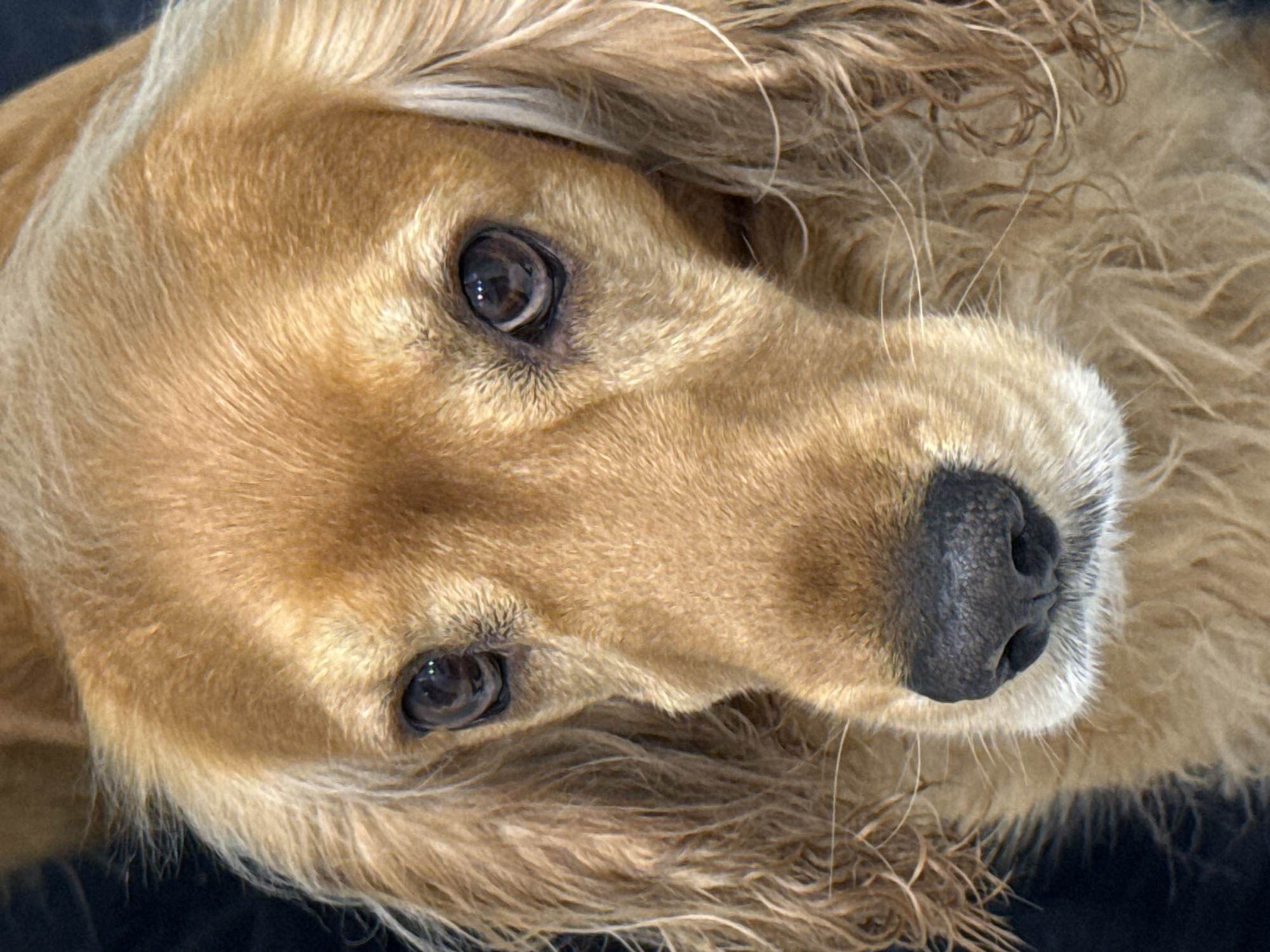 This is a close-up, head-and-shoulders portrait of a golden-colored Cocker Spaniel dog. The dog's fur is a warm, light brown and appears to be medium length with some waves and curls, particularly around its ears and neck. Its eyes are dark brown, round, and expressive, with a slight sheen. The dog's nose is black and appears wet, with visible nostrils. White fur accents the area around its muzzle. The background is dark and out of focus, suggesting an indoor or dimly lit environment. The lighting highlights the dog's facial features, creating a soft glow on its fur.