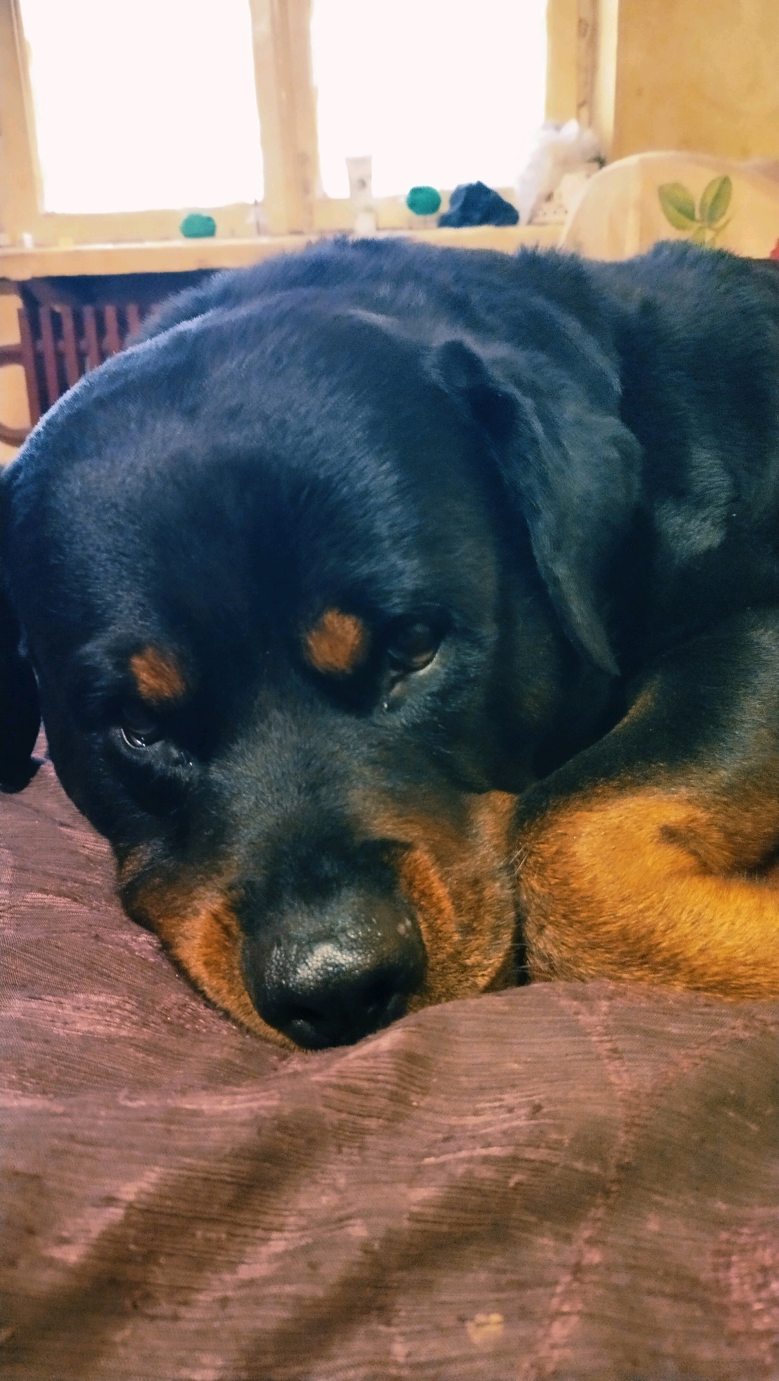 A close-up, vertical, eye-level shot captures a Rottweiler dog lying down, resting its head on a textured, purplish-brown surface. The dog's fur is predominantly black with distinctive tan markings around its eyes, muzzle, and legs. The background is blurred, showing a window with bright light filtering through. On the windowsill, several small objects are visible, including green balls and a white tube. The overall impression is one of a domestic setting, possibly a home in the city of Horishni Plavni, Ukraine, where the dog is comfortably resting.