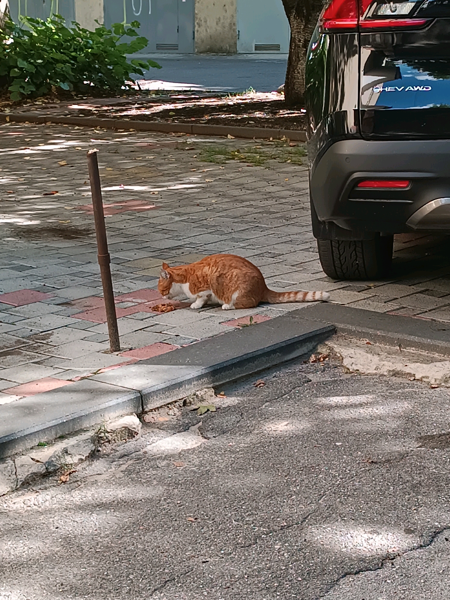 An orange and white tabby cat is eating from a pile of kibble on a tiled sidewalk next to a dark colored SUV. The cat is positioned on the right side of the frame, facing left and down towards its food. Its tail is extended horizontally behind it, showing distinct orange and white stripes. A metal pole is located to the left of the cat, partially obscuring the view of its body. The sidewalk is paved with rectangular tiles in grey and pinkish-red colors, with visible grout lines. In the background, a black SUV is parked, with its rear tire and part of its bumper visible. The text "CHEV AWD" is visible on the rear of the SUV. The environment suggests an outdoor urban setting, possibly in Chișinău, Moldova, given the tiled pedestrian areas and the presence of parked vehicles. Shadows from trees or other overhead structures are cast across the ground, creating a dappled light effect. A low concrete curb separates the sidewalk from a paved asphalt area in the foreground. Foliage and a building are visible in the upper left quadrant of the image.