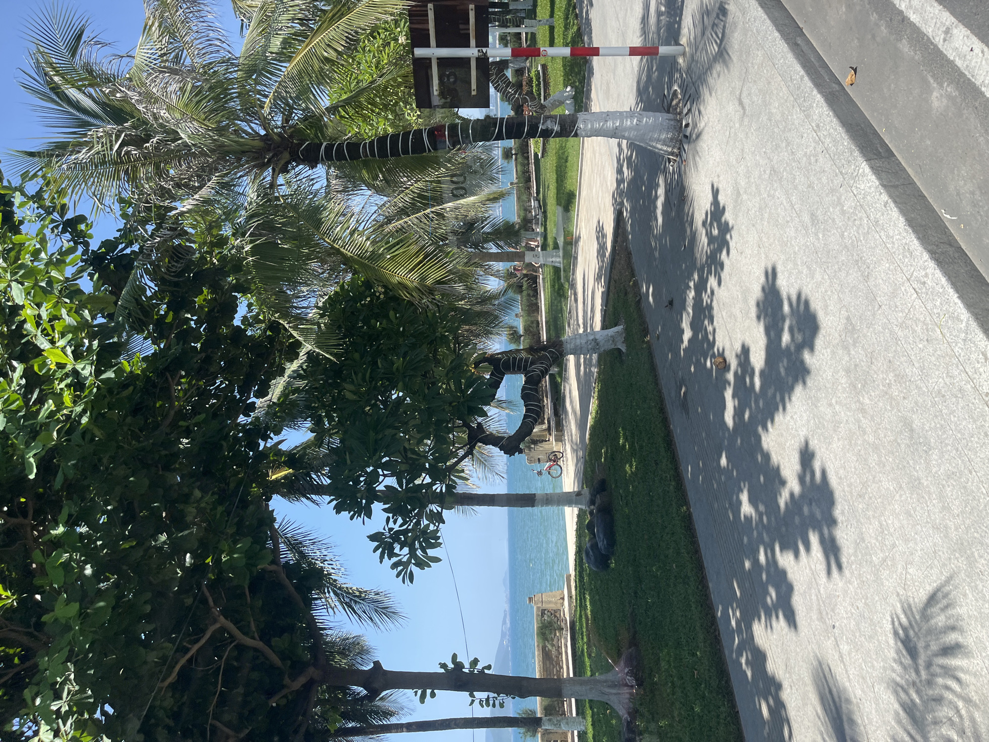 The image depicts a view of the coastline in Nha Trang, Vietnam, on a sunny day. In the foreground, a concrete pathway is visible, casting dappled shadows from the surrounding trees. To the left, a lush green lawn is bordered by a stone wall and the turquoise sea. Several trees, including palm trees, line the walkway and the grassy area. One palm tree in the middle ground has its trunk wrapped with white bands. A red bicycle is parked near this tree. In the distance, the ocean stretches to the horizon, meeting a clear blue sky. The presence of palm trees, the coastline, and the general atmosphere suggest a tropical beach or promenade setting in Nha Trang.