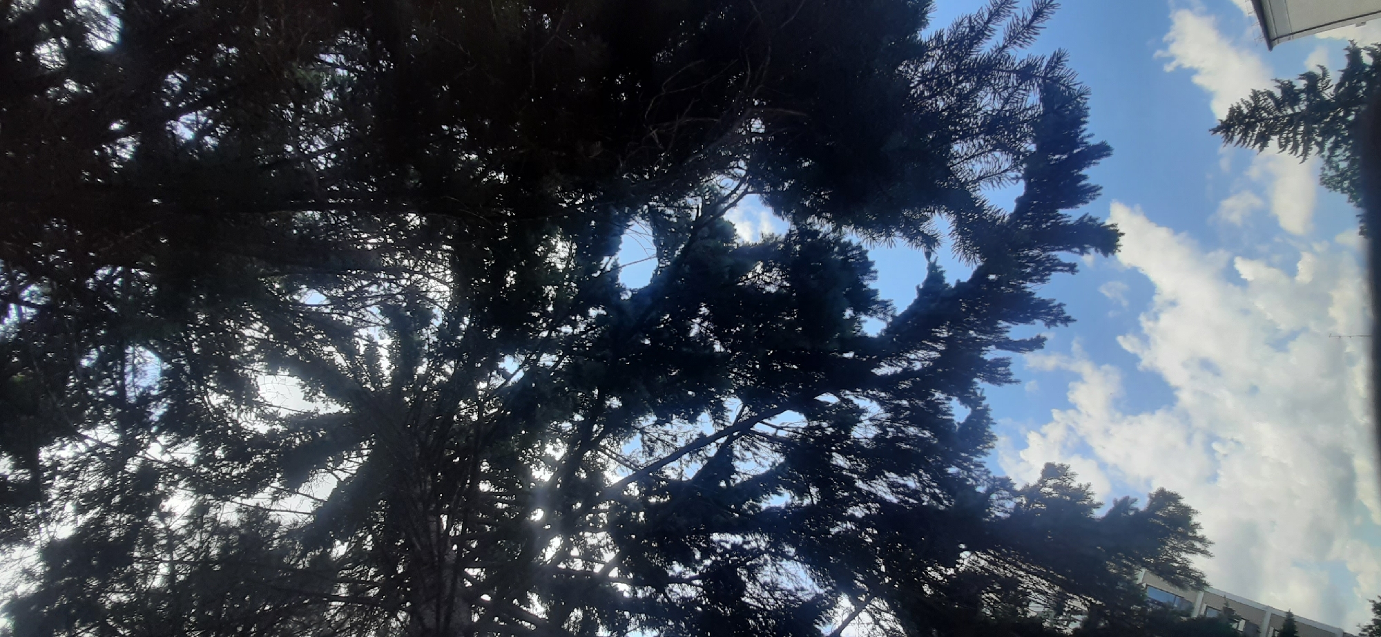 A low-angle shot captures a dense canopy of dark green evergreen tree branches silhouetted against a bright blue sky with scattered white clouds. Sunlight filters through the needles, creating bright spots and a hazy effect. In the lower left corner, a portion of a building with windows is visible. In the lower right, the silhouette of another evergreen tree and the top of a building can be seen. The overall impression is of looking up through tree branches on a sunny day in Yessentukskaya, Russia.