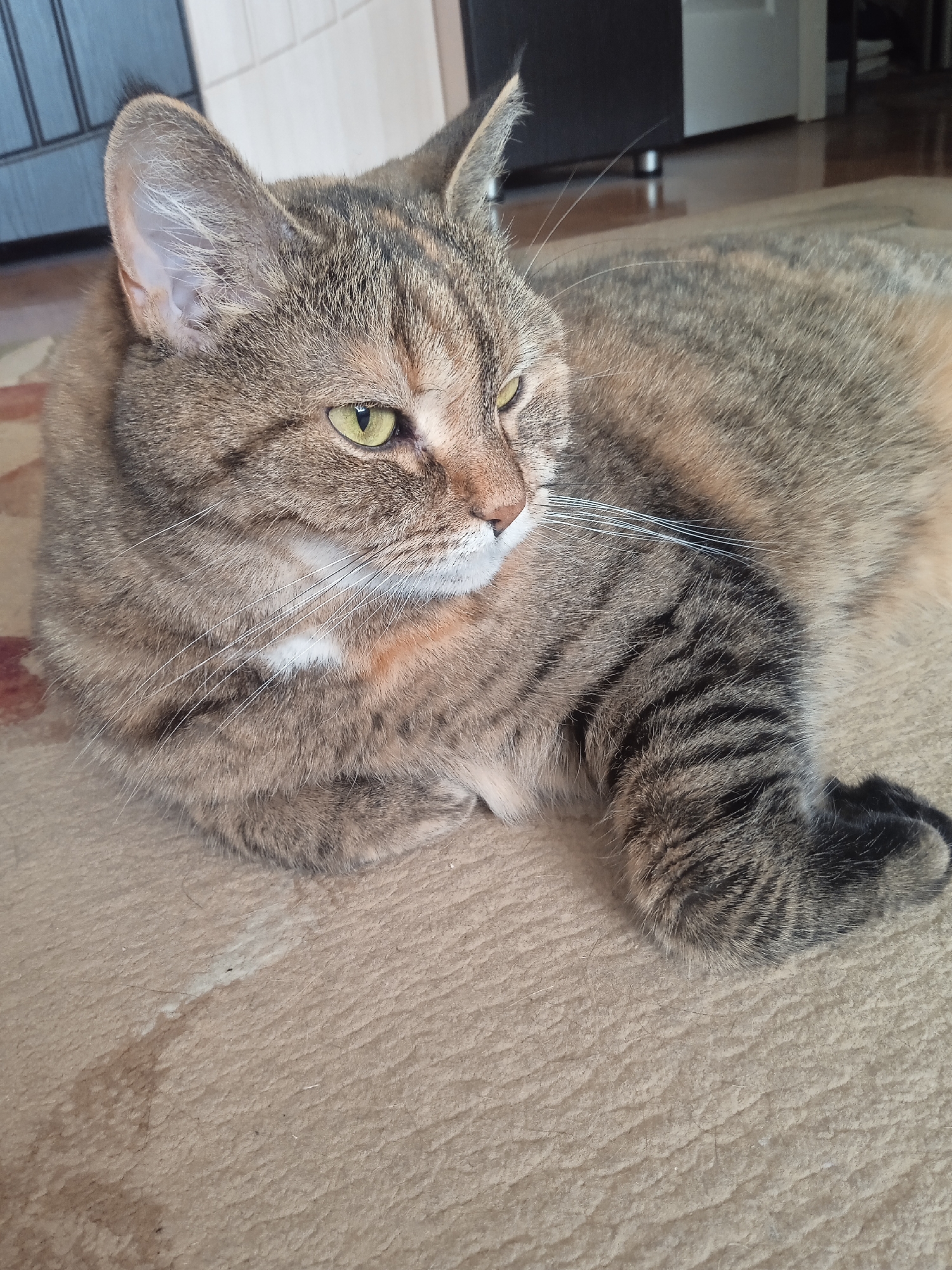 A medium shot shows a domestic cat lying on a light-colored carpet. The cat is facing to the right, with its head slightly tilted. Its fur is a mix of brown, black, and orange tabby markings, with a small patch of white on its chest. The cat has green eyes and long white whiskers. Its left front paw is resting on the carpet, while its right front paw is tucked underneath its body. In the background, there is a wooden cabinet and a doorway. The scene appears to be indoors, likely in a home. The carpet has a textured pattern and a light stain is visible near the cat's paw.