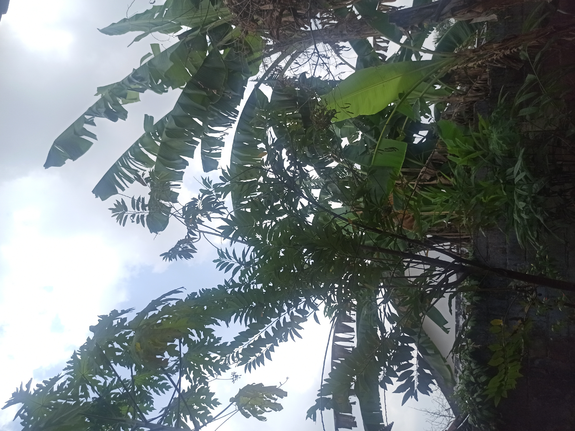 The image depicts an outdoor scene, likely in Tuba, Indonesia, characterized by lush tropical vegetation. In the foreground, a small tree with dark brown bark and green leaves stands prominently. Behind it, a low, dark grey brick wall is visible, topped with more dense green foliage. Further back, large banana leaves dominate the frame, their broad, green surfaces catching the light. The background reveals a light-colored roof of a building, partially obscured by the trees. The sky above is cloudy and bright, suggesting it is daytime. There are no people or animals visible in the frame.