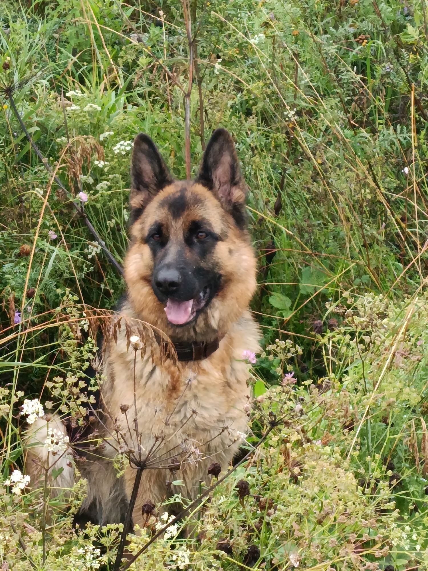 A German Shepherd dog is sitting in tall green grass and weeds. The dog is facing forward, with its mouth open and tongue visible. The dog has brown and black fur and is wearing a dark collar. The background is out of focus, with green foliage and some small white and pink flowers visible. The image appears to be taken outdoors in a natural setting. There is no indication of the location being in the city of Yasnaya Polyana, Russia.