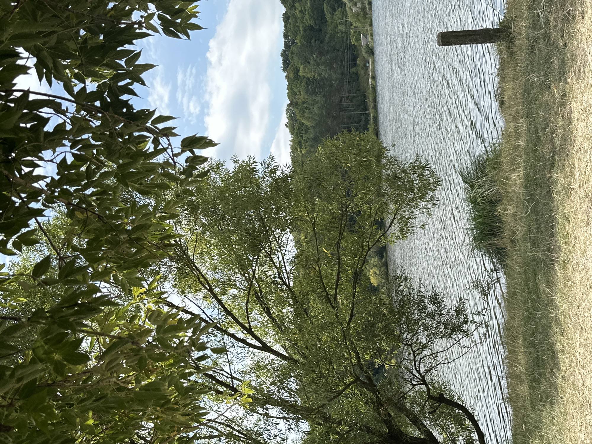 This image depicts a natural scene by a body of water, likely a lake or river, in Makiv, Ukraine. In the foreground, dry grass and some green vegetation are visible on the bank, with a weathered wooden post standing near the water's edge. The water itself is rippled, reflecting the sky above. A large tree with green foliage partially overhangs the scene from the left, its branches and leaves framing the view. In the background, a dense line of trees forms a dark green treeline against a partly cloudy sky. A road and some man-made structures are subtly visible in the distance beyond the water. The overall impression is one of a tranquil, rural landscape.