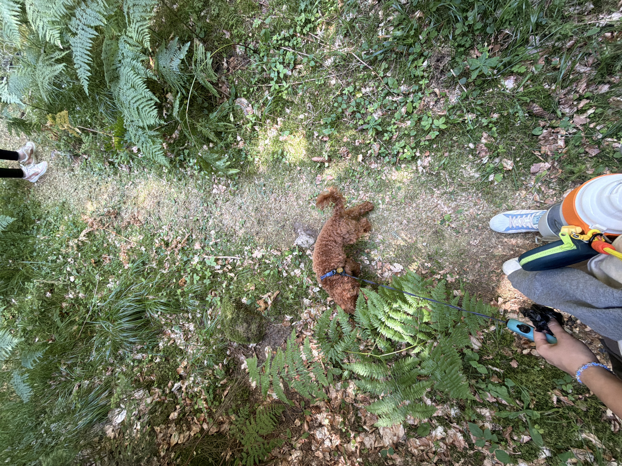 The image depicts a wooded area with a dirt path. A small, reddish-brown dog with a blue collar is on a leash, sniffing the ground on the left side of the path. A person's legs and feet are visible in the foreground, one wearing white and blue sneakers and the other with gray sweatpants and a blue beaded bracelet. The person is holding a blue and black dog waste bag dispenser with a bag of waste in their hand. Another person's legs and feet, wearing black pants and white and pink sneakers, are visible further up the path. The environment is characterized by lush green ferns, grass, fallen leaves, and mossy ground. The scene appears to be a casual walk in a natural setting, possibly a park or forest. There is no visible indication that this scene is located in Sarnitsa, Bulgaria.
