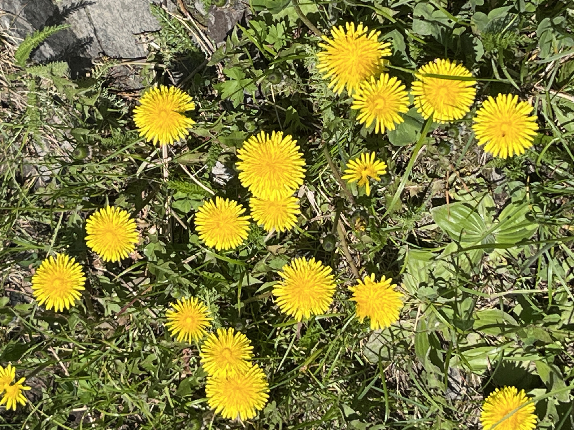 The image presents a vibrant, high-angle, close-up view of a patch of ground densely populated with bright yellow dandelions amidst green foliage. Numerous dandelions are in full bloom, scattered across the frame, varying slightly in size and prominence. The green backdrop consists of a mix of grass and other leafy ground cover, some appearing as broad leaves and others as finely textured plants. Patches of dark soil and dry plant matter are also visible between the green growth. In the upper left corner, a dark, rough-textured object, possibly a weathered stone or piece of wood, is partially seen. The scene is brightly lit by natural sunlight, casting distinct but relatively short shadows, indicating a clear, sunny daytime. There are no human subjects or visible text. The overall impression is one of natural beauty and the freshness of spring or early summer in an outdoor environment, consistent with the location context of Sliznevo, Russia.