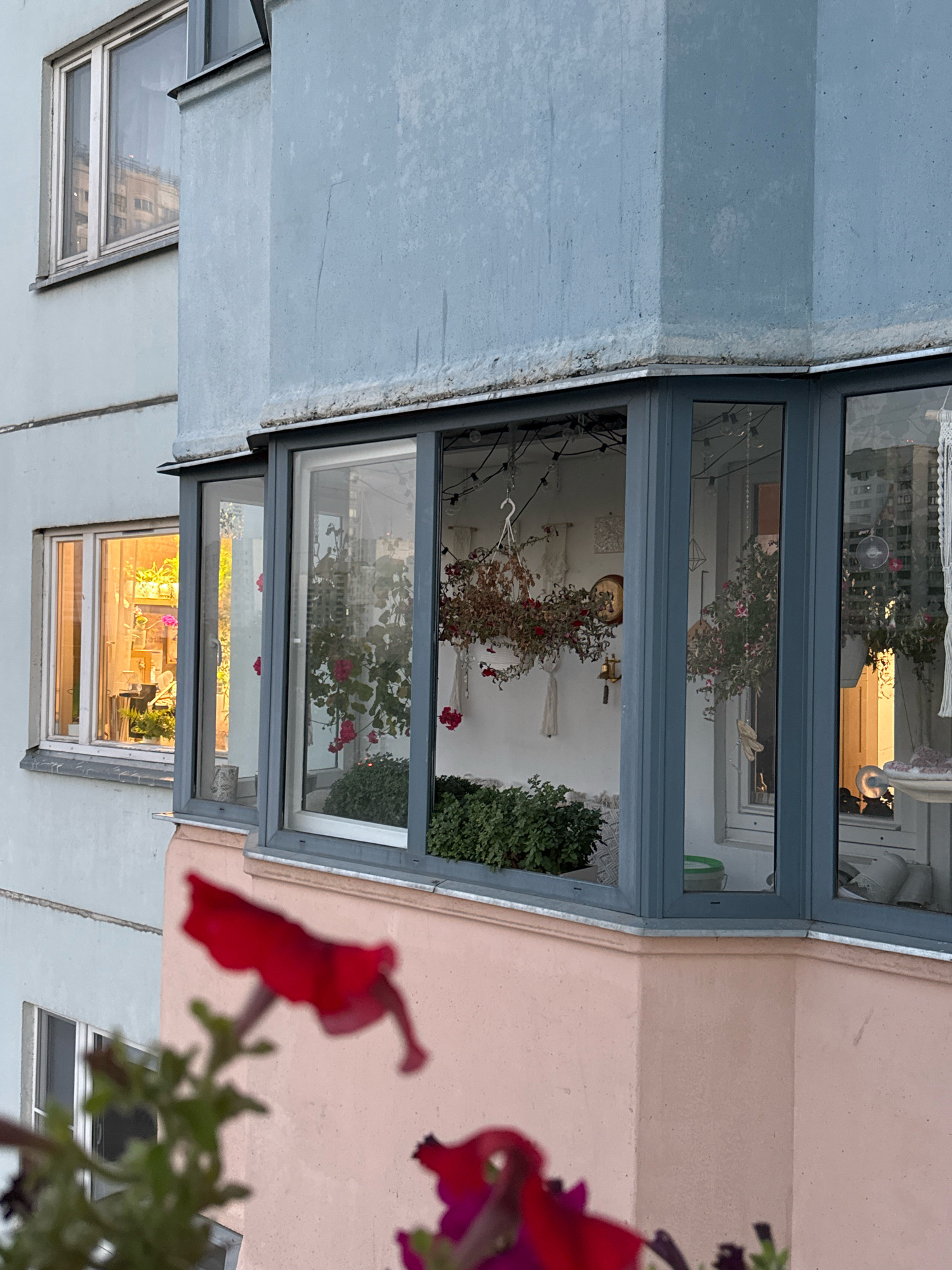 The image shows the exterior of an apartment building with a corner balcony. The building's facade is painted a light blue-gray, with some sections a pale pink on the lower portion. The balcony features multiple windows with dark gray frames. Inside the balcony, there are several hanging plants with red and green foliage, as well as potted plants on the floor. Decorative elements like string lights, macrame hangings, and a clock are visible. One window on the left of the balcony shows an interior space with warm lighting and plants on shelves. In the foreground, slightly out of focus, are red petunia flowers. The setting appears to be an urban residential area, consistent with the location of Милицейский посёлок, Russia. The overall scene depicts a residential building's facade and balcony, decorated with plants and personal items.