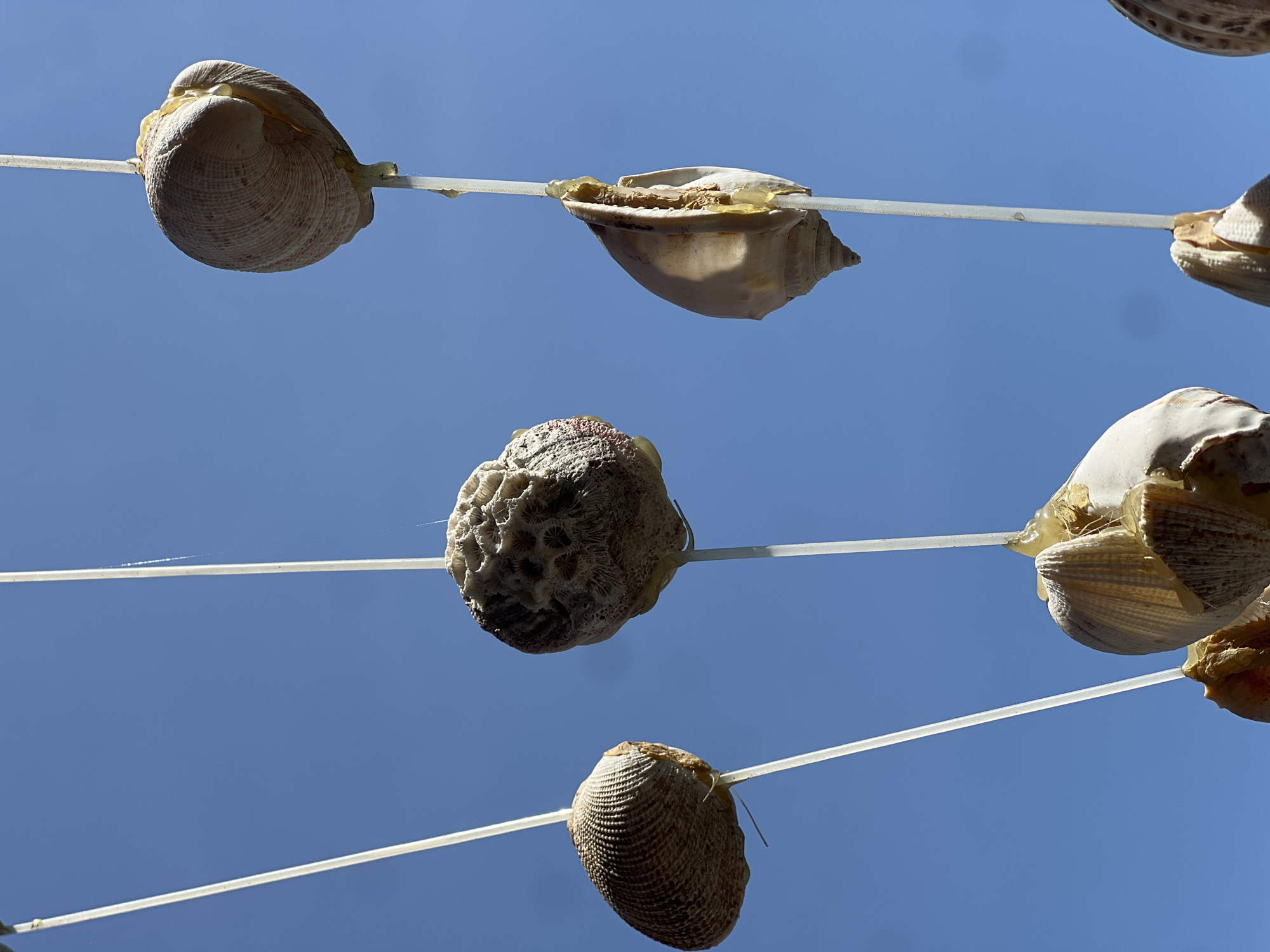 A low-angle shot shows five sea shells attached to white horizontal strings against a clear blue sky. The shells are arranged in three staggered rows. The top row has two shells, one with a smooth, round shape and the other a spiral shell. The middle row has two shells, one has a bumpy, irregular surface, and the other looks like a small oyster shell. The bottom row has one shell, a brown, round shape. The strings appear to be made of a thin material. The image was taken in Hòa Xuân, Vietnam.