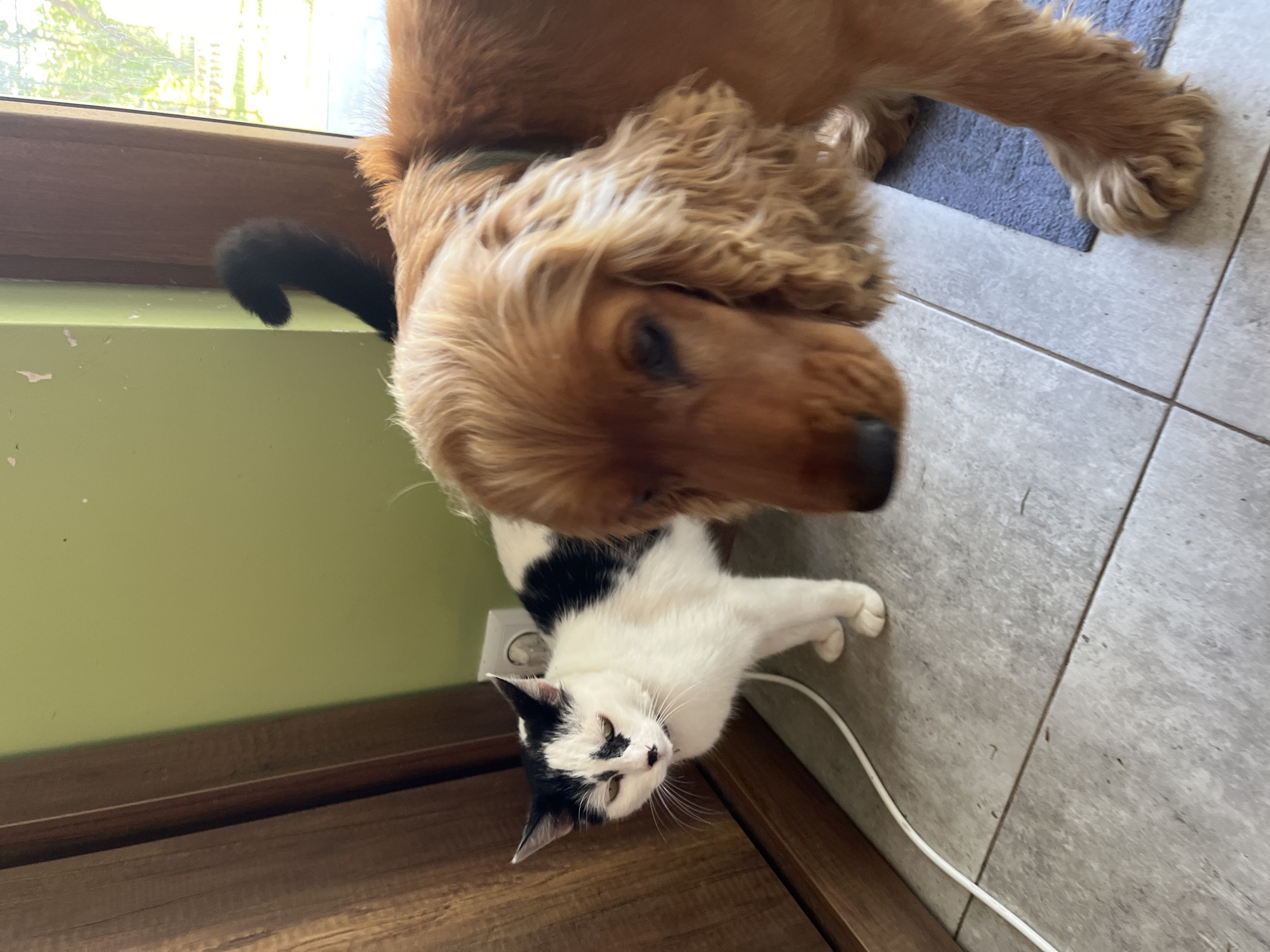 A medium shot shows a black and white cat standing on a gray tiled floor, facing left. The cat has green eyes and a black patch over its left eye. Behind the cat, a golden-brown dog, possibly a Cocker Spaniel, is partially visible, with its head and part of its body in the foreground, facing the cat. The dog has long, wavy fur. The background includes a light green wall and a wooden cabinet to the left. A white electrical cord runs along the floor. The scene appears to be indoors, in a room with natural light filtering in from a doorway or window to the right, which shows greenery and trees outside. The location is identified as Ureki, Georgia.