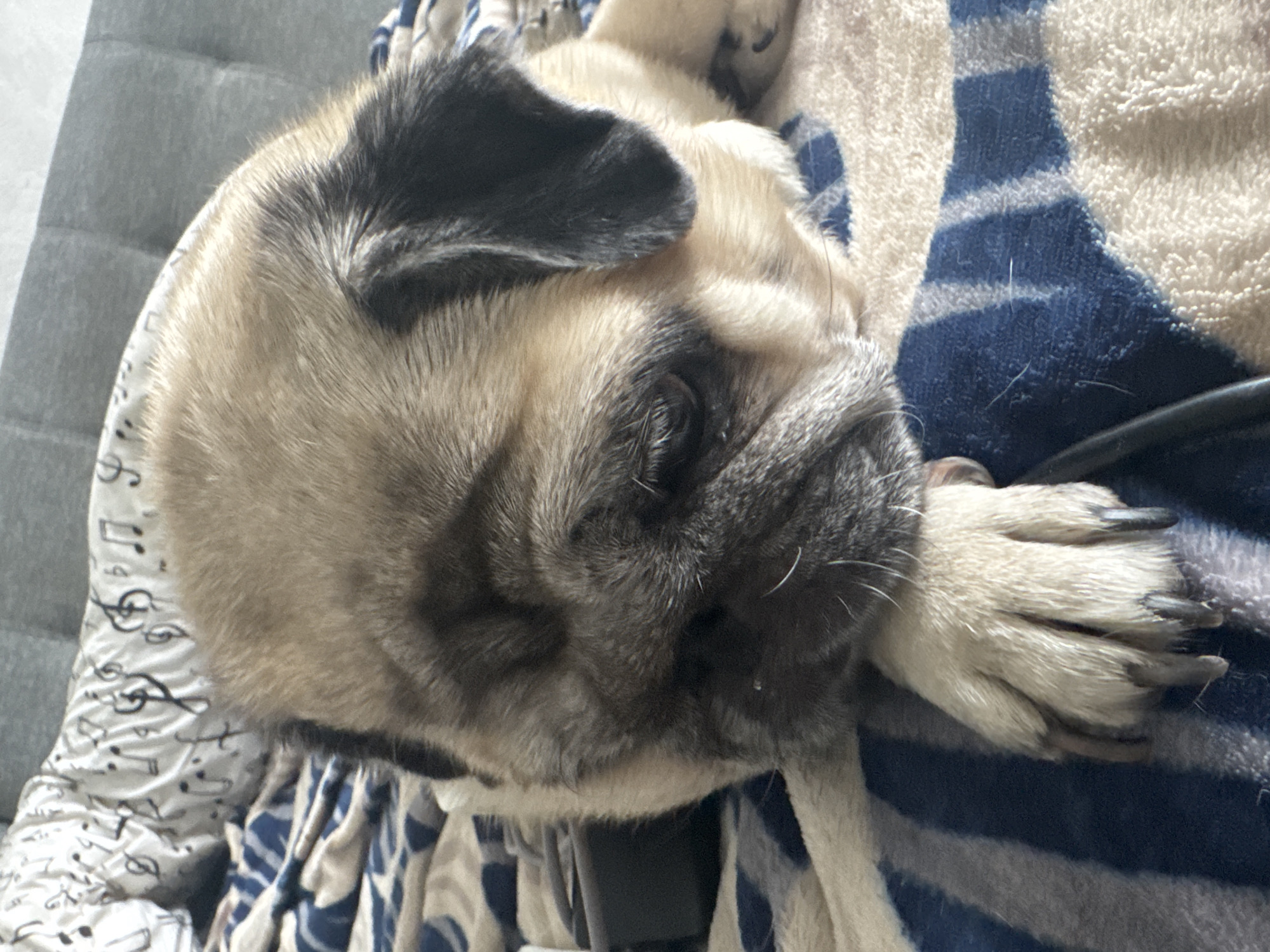 A pug dog is lying on a bed with a blue and white striped blanket. The dog's head is resting on its paw, and its eyes are closed. The background of the image is a gray headboard. There is no indication of the location within Bishkek City, Kyrgyzstan.