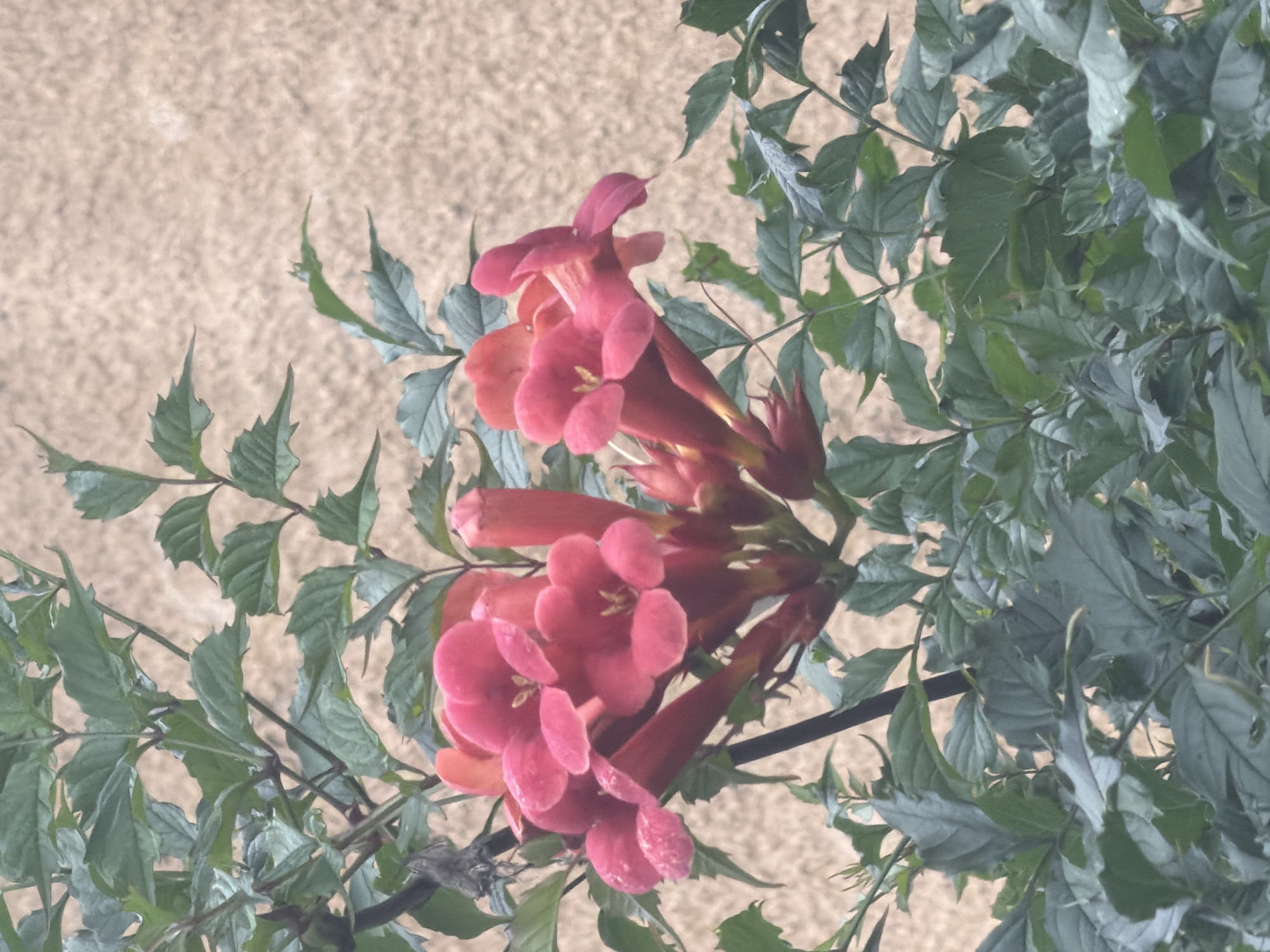 This image captures a cluster of vibrant coral-pink trumpet-shaped flowers, likely belonging to the Bignoniaceae family, such as a trumpet vine, blooming amidst lush green foliage. The flowers display a distinct five-lobed structure, with some petals slightly curled and delicate yellow stamens visible within their throats. The background consists of a textured, light-brown wall, possibly an exterior facade, common in urban environments. The scene is devoid of any human presence or discernible activity. The image was taken in Szczecin, Poland, based on the context provided. The lighting suggests it could be daylight, though slightly overcast, given the soft diffusion of light and lack of harsh shadows. The composition focuses on the floral display, with the leaves and wall serving as supporting elements.