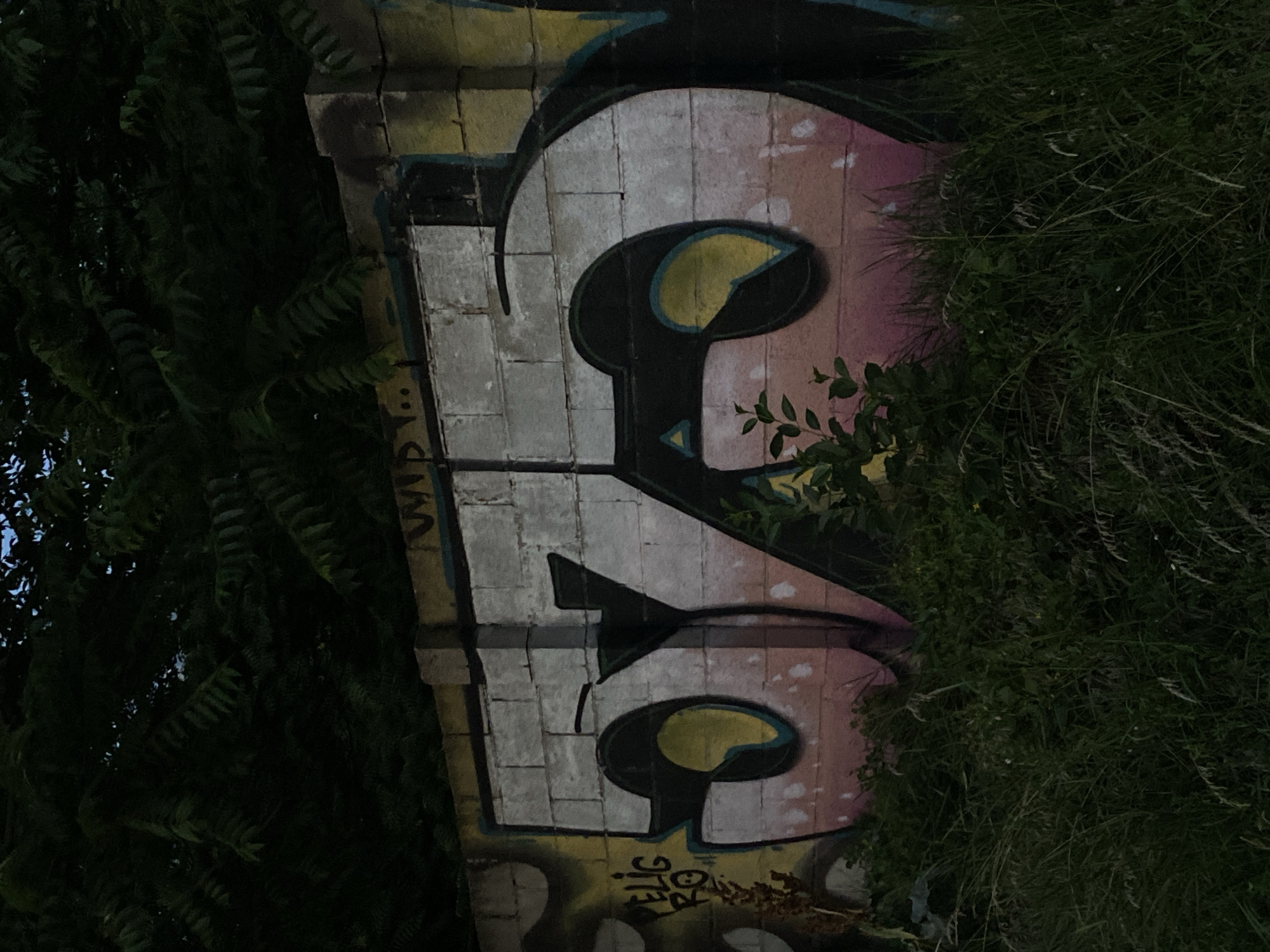 The image shows graffiti on a brick wall, partially obscured by dark green foliage. The graffiti features large, stylized letters in white and pink, with black outlines and yellow accents. One prominent letter, possibly a "G" or a stylized "P," is visible. Below this, another letter or symbol with a similar color scheme is partly visible. Faint text in yellow and black is also present at the bottom of the graffiti. The brickwork of the wall is visible beneath the paint, with some weathering and discoloration. The foliage suggests an outdoor setting, possibly a park, alley, or overgrown area. The lighting appears dim, hinting at either early morning, late evening, or an overcast day. The overall impression is one of urban decay or artistic expression in a neglected space. No people are visible in the image.