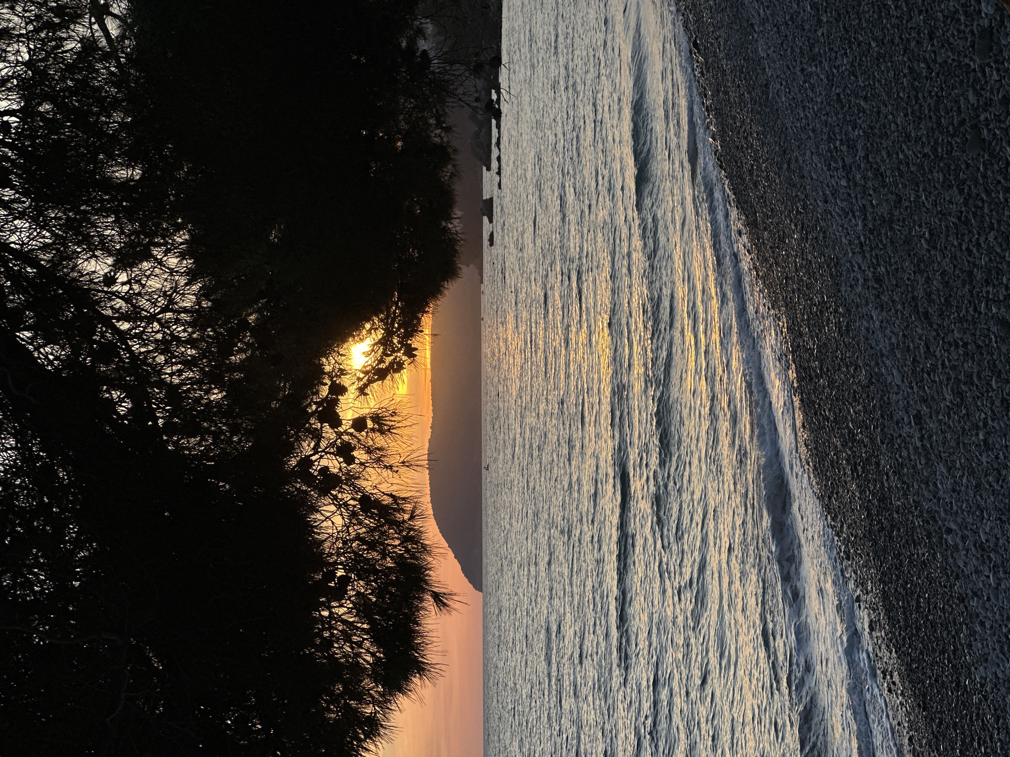 The image depicts a coastline at sunset, likely taken in Bar, Montenegro. A silhouetted tree occupies the left side of the frame. The setting sun is visible through the branches. To the right of the tree is a landscape featuring land meeting the sea. The water, reflecting the golden light, is divided into the sea and the beach. The beach is a dark color.