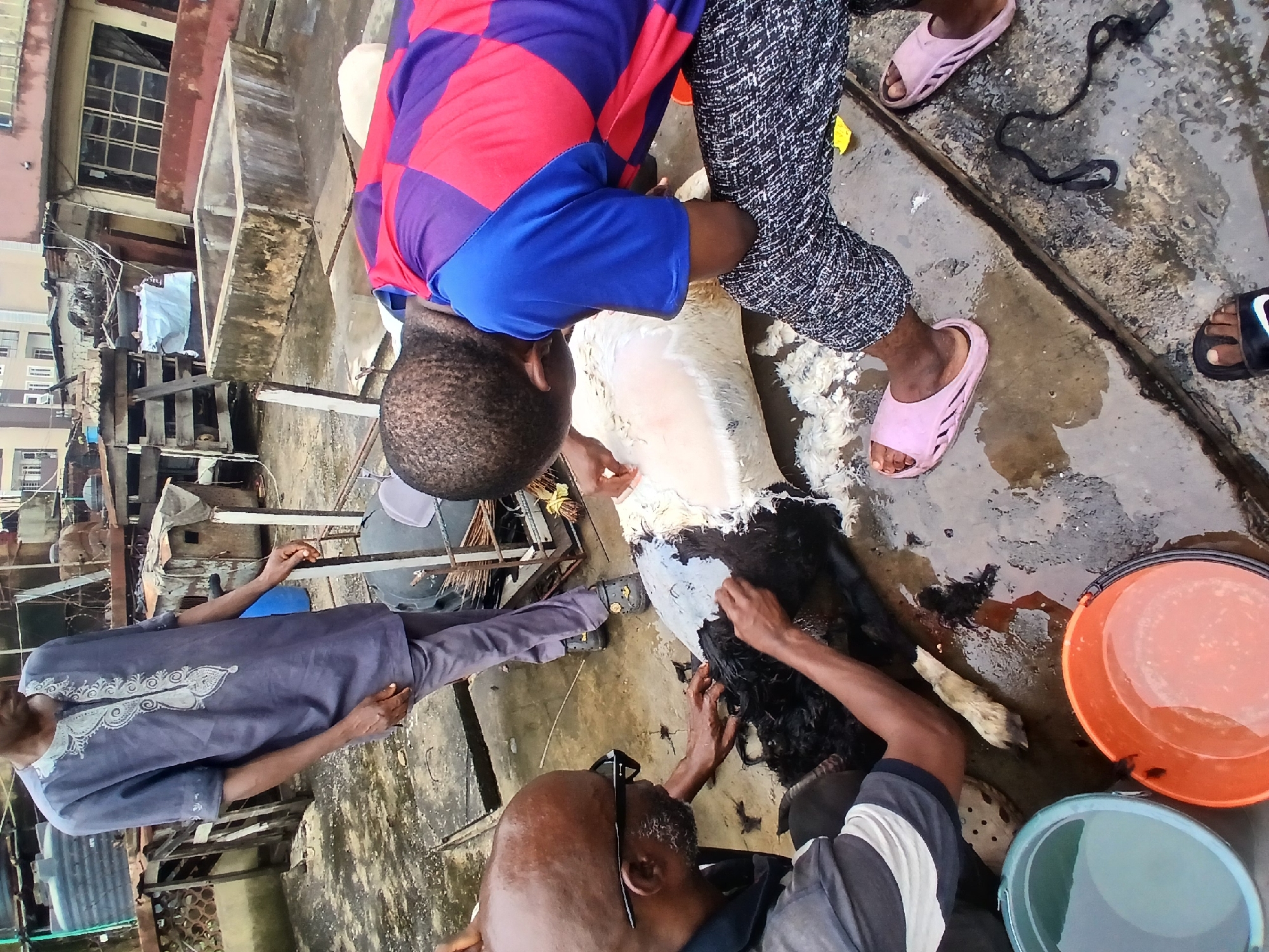 The image shows four people gathered around a dead animal on what appears to be a rooftop in Lagos, Nigeria. The animal, likely a goat, is being processed. One person wears a blue and red checkered shirt and black patterned pants, while another wears a gray robe with white embroidery. A third person is wearing a black and white striped shirt. Pink and black sandals are visible. Two buckets, one orange and one blue, are nearby. The setting includes views of buildings and urban infrastructure, indicating a location in Lagos.