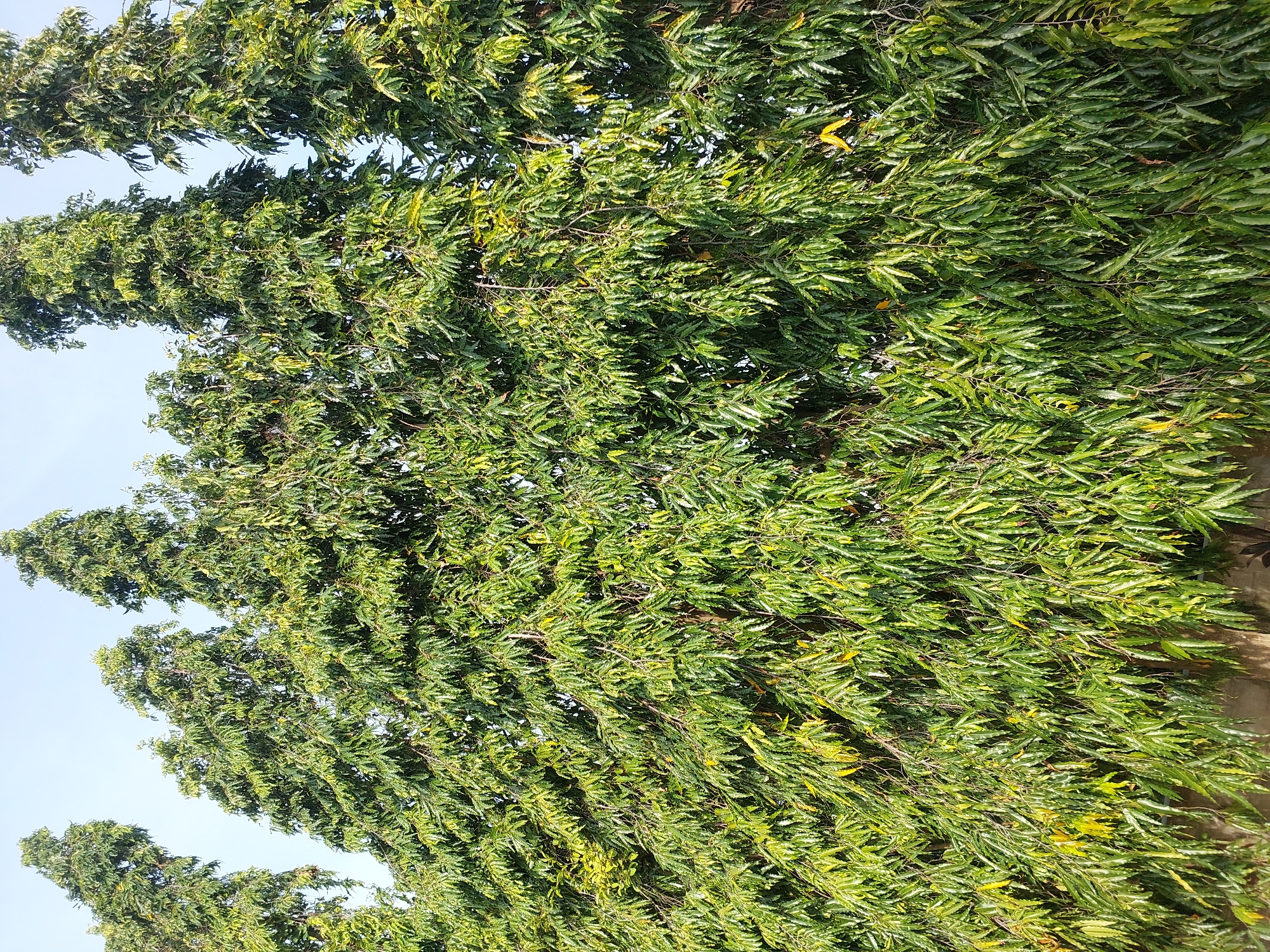 The image captures a dense wall of green foliage from a row of tall, narrow trees, likely an Ashoka tree or a similar species, forming a natural screen. The trees are planted closely together, creating a solid mass of leaves that obscures the sky and the ground below, except for glimpses of a light blue sky at the top and a muted, textured wall at the bottom. The leaves are long and slender, varying in shades of green, with some yellowing leaves interspersed, suggesting a natural growth pattern or a slight seasonal change. The light suggests it is daytime, with sunlight dappling through the leaves, highlighting some areas with brighter green and yellow hues. This scene is consistent with a cultivated hedge or a natural boundary lining a property in Baan Mae Nam, Thailand, where such dense, upright greenery is often used for privacy and aesthetic appeal. There are no people or animals visible in the image.