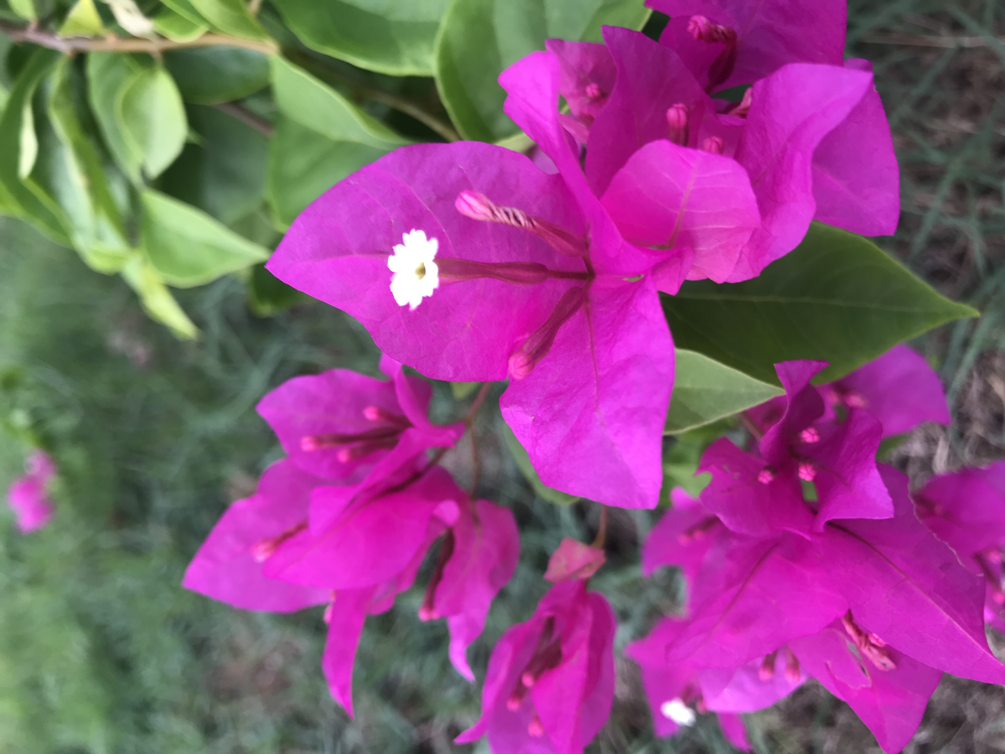 A close-up photograph features a vibrant cluster of pink bougainvillea flowers with green leaves in the background. A single white flower is visible on one of the pink petals. The background is blurred, suggesting an outdoor setting. It is not possible to confirm the city of Lhokseumawe, Indonesia based on the visual information in the image.