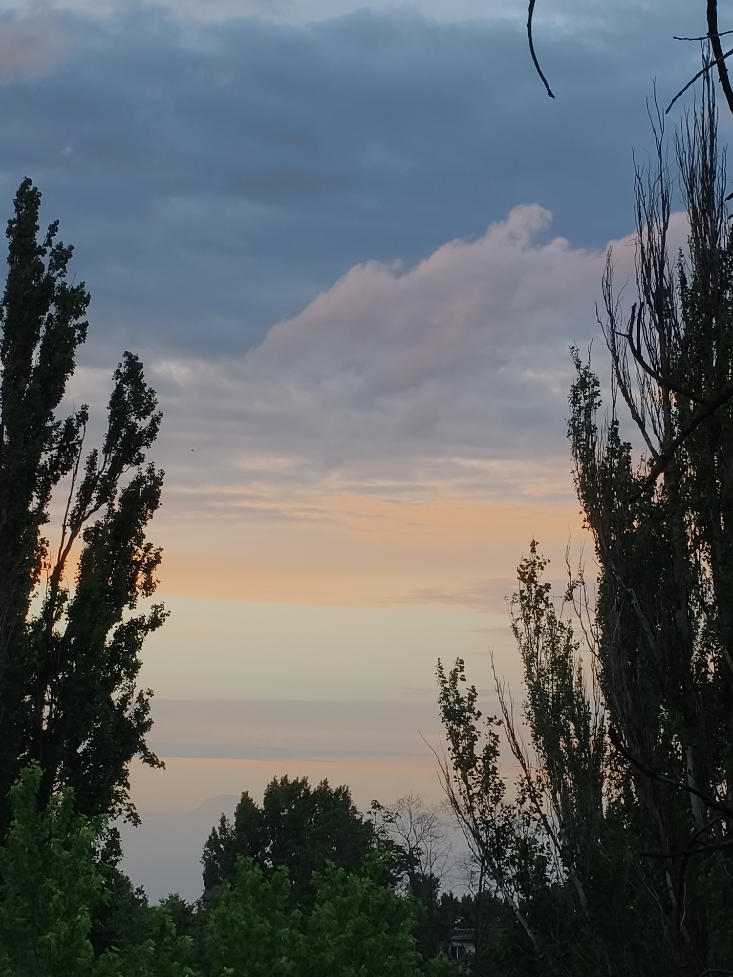 The image captures a twilight or dawn scene in Kryvyi Rih, Ukraine. Tall, slender trees frame the sky, which is a mix of blue, gray, and pink hues, suggesting either a sunrise or sunset. The trees in the foreground are mostly in silhouette, but the green foliage is visible lower down. In the middle distance, there are more trees, some with foliage and some without. The sky shows a gradient of colors, from darker blue with scattered clouds at the top to lighter pink and orange near the horizon. There are no people visible in the scene. The overall impression is one of a tranquil, natural setting within an urban environment.