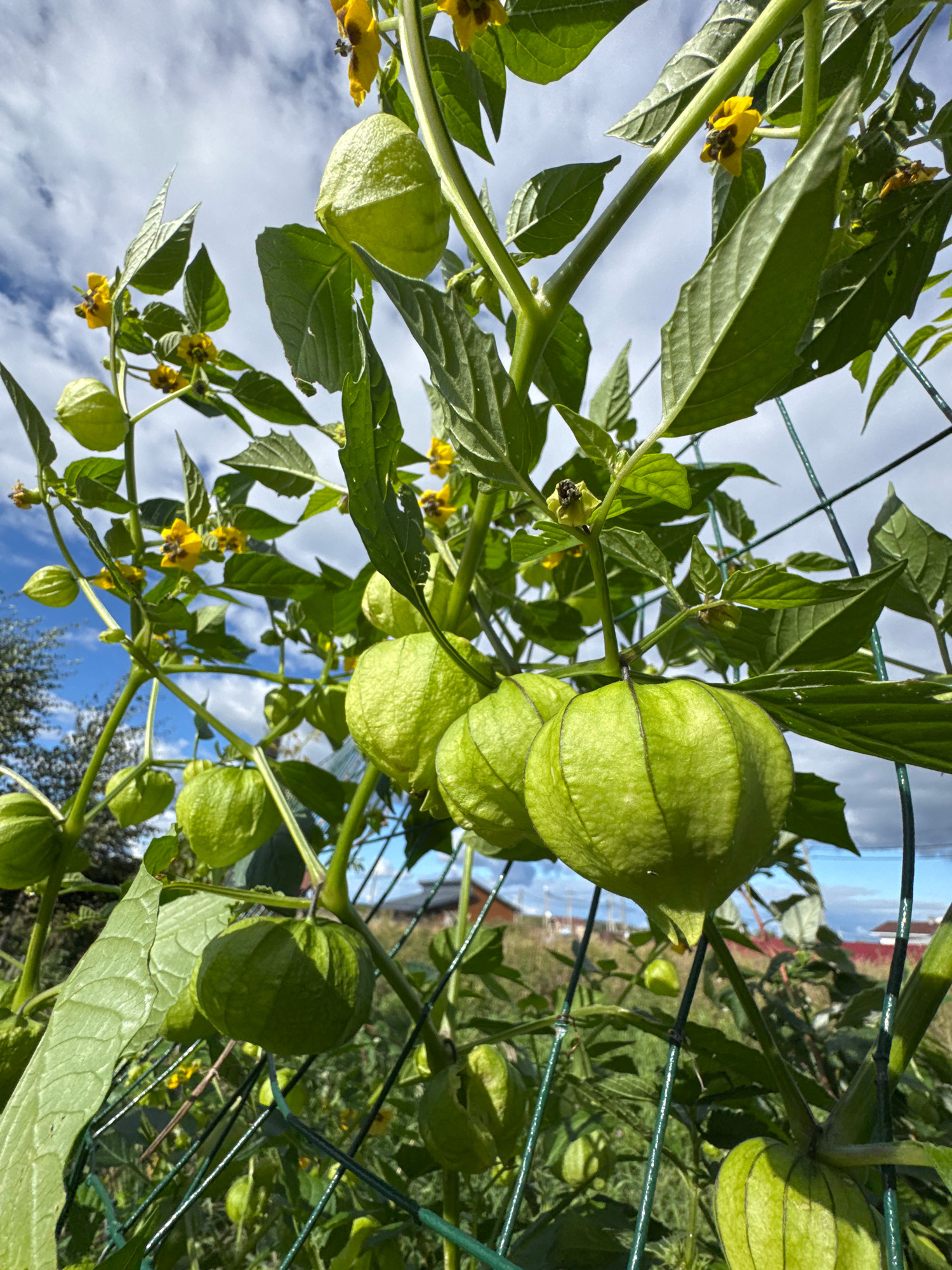 In Kempelevo, Russia, a close-up, low-angle shot captures a tomatillo plant laden with green, papery-husked fruits and yellow flowers, set against a backdrop of a partly cloudy sky. The plants are supported by a green mesh trellis, and glimpses of houses and trees are visible in the background. Several bees are actively pollinating the flowers. The focus is sharp on the tomatillos and foliage, with the background slightly blurred.