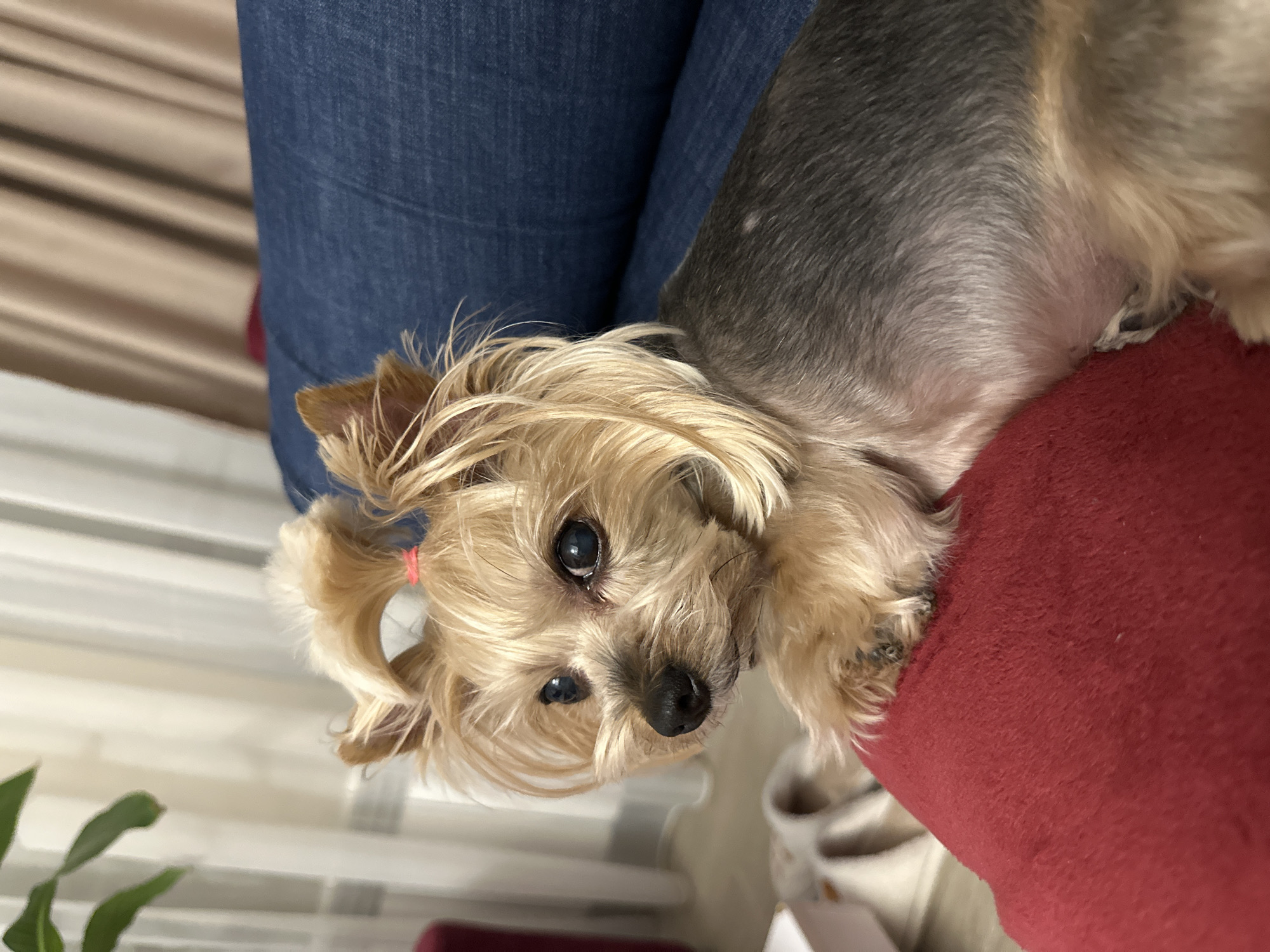 A small, blonde and grey Yorkshire Terrier is lying down, resting its head on a red cushion. The dog has a small red hair tie in its hair on the left side of the frame. It is looking towards the camera with dark eyes. The dog is resting on someone's lap wearing blue jeans. Behind the lap is a beige curtain. In the bottom left corner, a green potted plant is partially visible. Behind the red cushion in the bottom right corner, part of a white object is visible. The location appears to be indoors. There is no information to suggest this is in Sofia, Bulgaria.