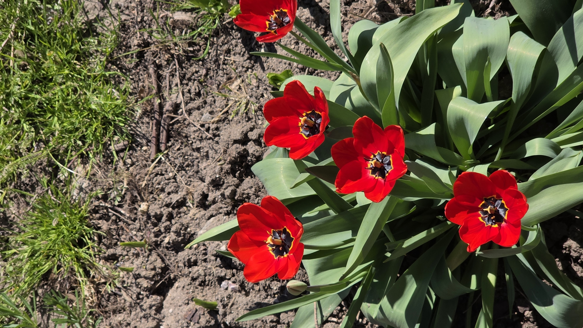 The image captures a garden scene in Blagoevgrad, Bulgaria. Several bright red tulips with black and yellow centers are the main subjects, their green leaves clustered around them. The tulips appear to be in full bloom. To the left, the ground is visible, a mix of bare soil and patches of green grass. The scene is bathed in sunlight, casting shadows that suggest it is daytime. No people or animals are visible in the frame. The general setting appears to be a cultivated garden or flower bed.
