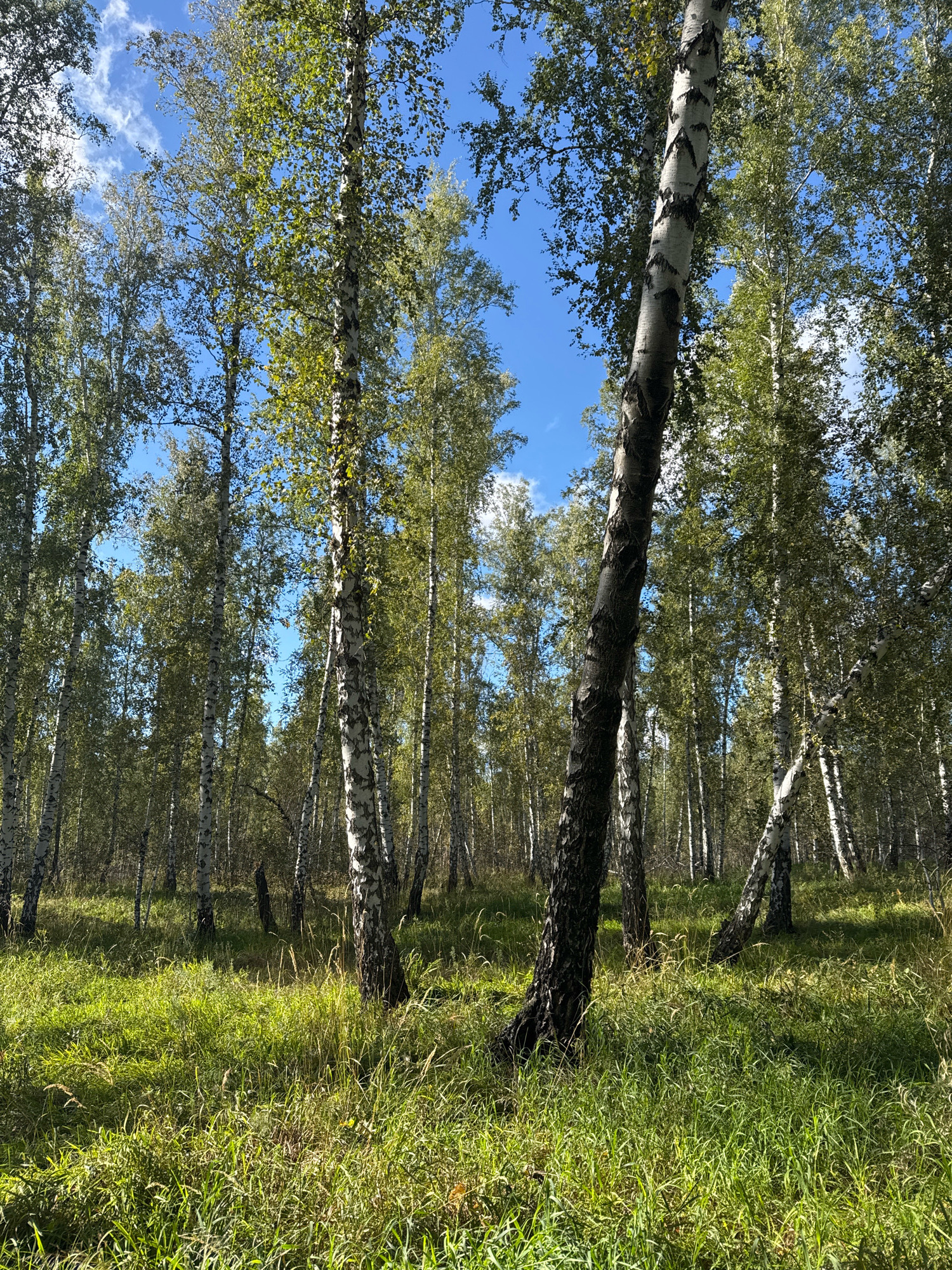 A sunlit birch forest in Zapadny, Russia, is depicted from a low-angle perspective. The foreground is dominated by tall, green grass, illuminated by sunlight that casts dappled shadows. Several prominent birch trees, characterized by their white bark with black markings, stand in the middle ground. These trees are densely packed, their green leaves creating a canopy against a bright blue sky with scattered white clouds. The overall impression is of a natural, peaceful forest environment under a clear sky.