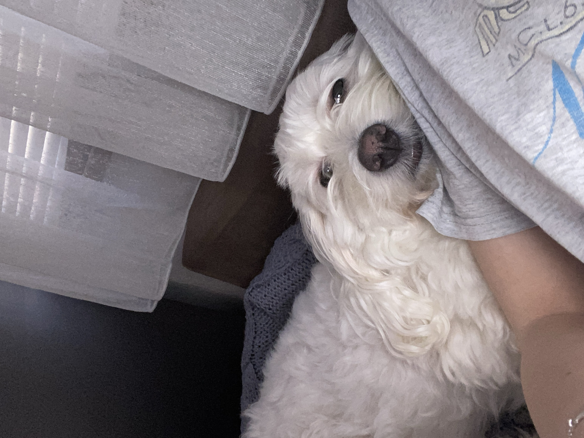 A fluffy, white dog with a black nose is positioned near a sheer, white curtain and a gray sweatshirt. The dog's face is prominent, with dark eyes and a relaxed expression. A gray knitted blanket or sweater is underneath the dog. The location is not discernible from the image, so it cannot be determined if it is in Blagoevgrad, Bulgaria.