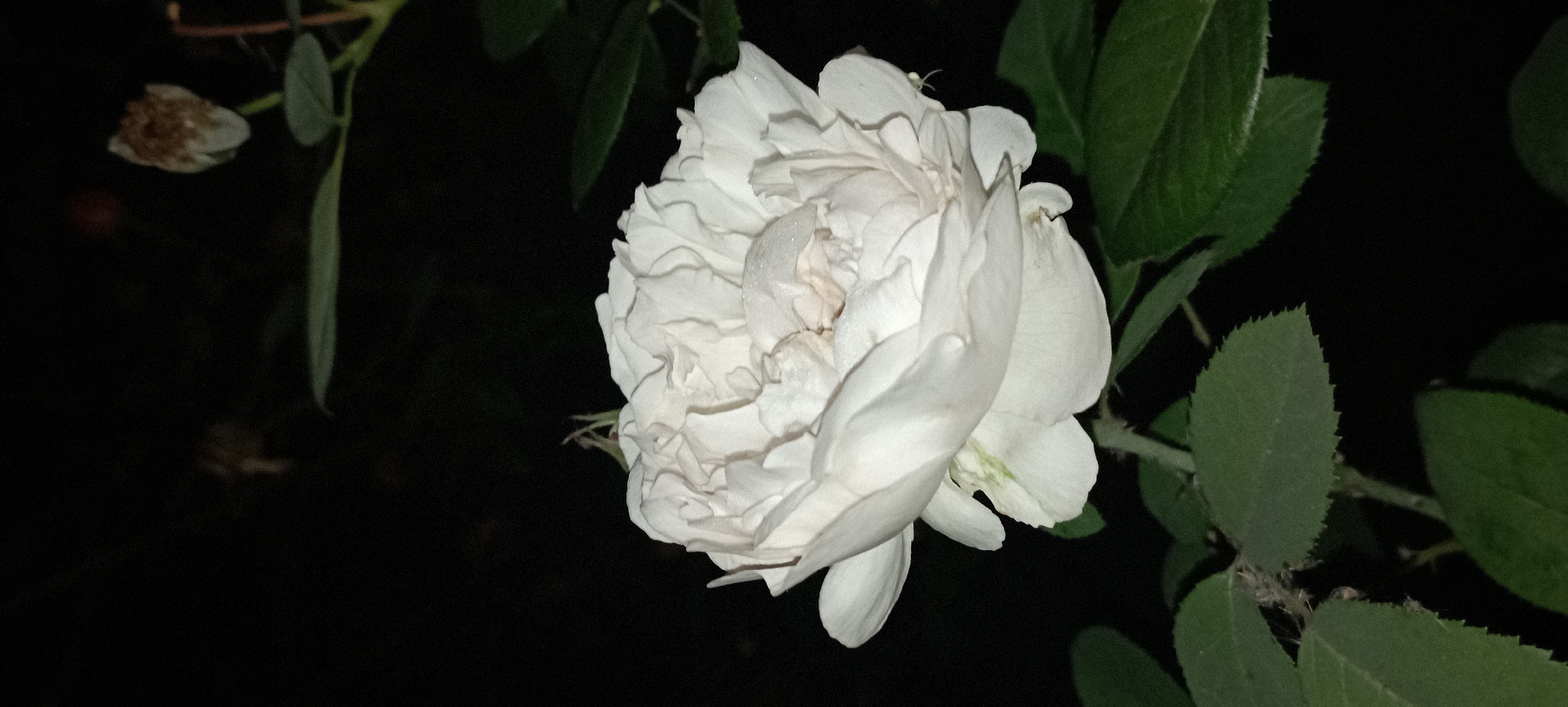 A close-up, low-light, vertical shot focuses on a white rose in bloom. The rose is the central subject, with its many delicate, ruffled petals filling the frame. Some petals show a slight dusting of what appears to be water droplets or pollen. The background is predominantly dark, suggesting it is nighttime or a very shaded area, with hints of green leaves and stems visible around the rose. A withered rosebud or spent bloom is visible in the upper right background, out of focus. The image does not contain any people, and its location within the city of Radisne, Ukraine, cannot be determined from the visual information provided.