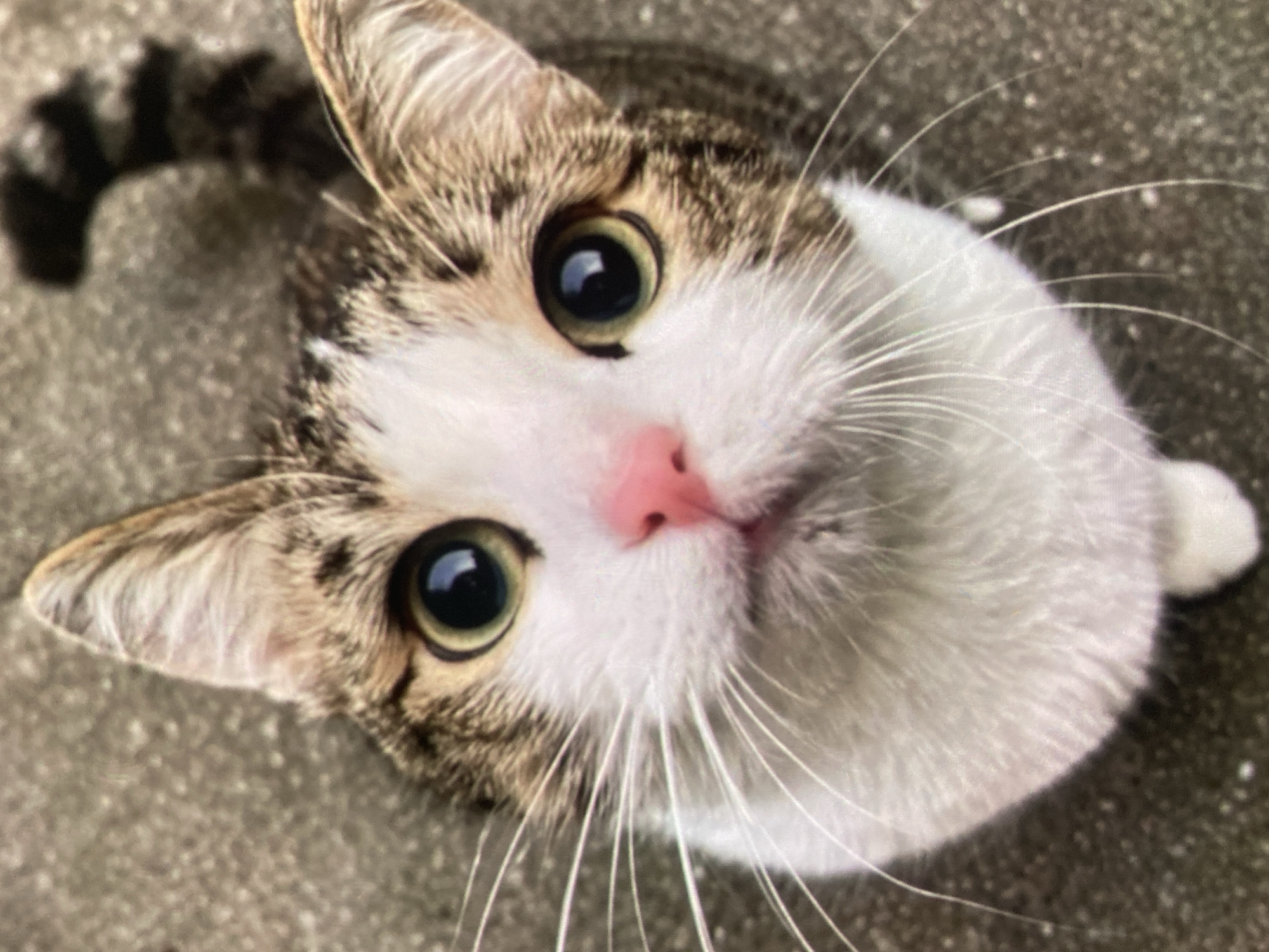 A close-up, high-angle shot captures the face of a tabby and white cat. The cat's eyes are wide open and focused upwards, with bright green irises and black pupils. Its pink nose is prominent, and long white whiskers fan out from its snout. The cat has soft, fluffy fur, with stripes of brown and white visible on its head and ears. The background consists of a gray, textured surface, possibly concrete or asphalt. The scene is devoid of human presence or any recognizable urban features that would indicate a specific location within Ustyvytsia, Ukraine. The focus is entirely on the cat's face and expression, suggesting a moment of curiosity or attention.